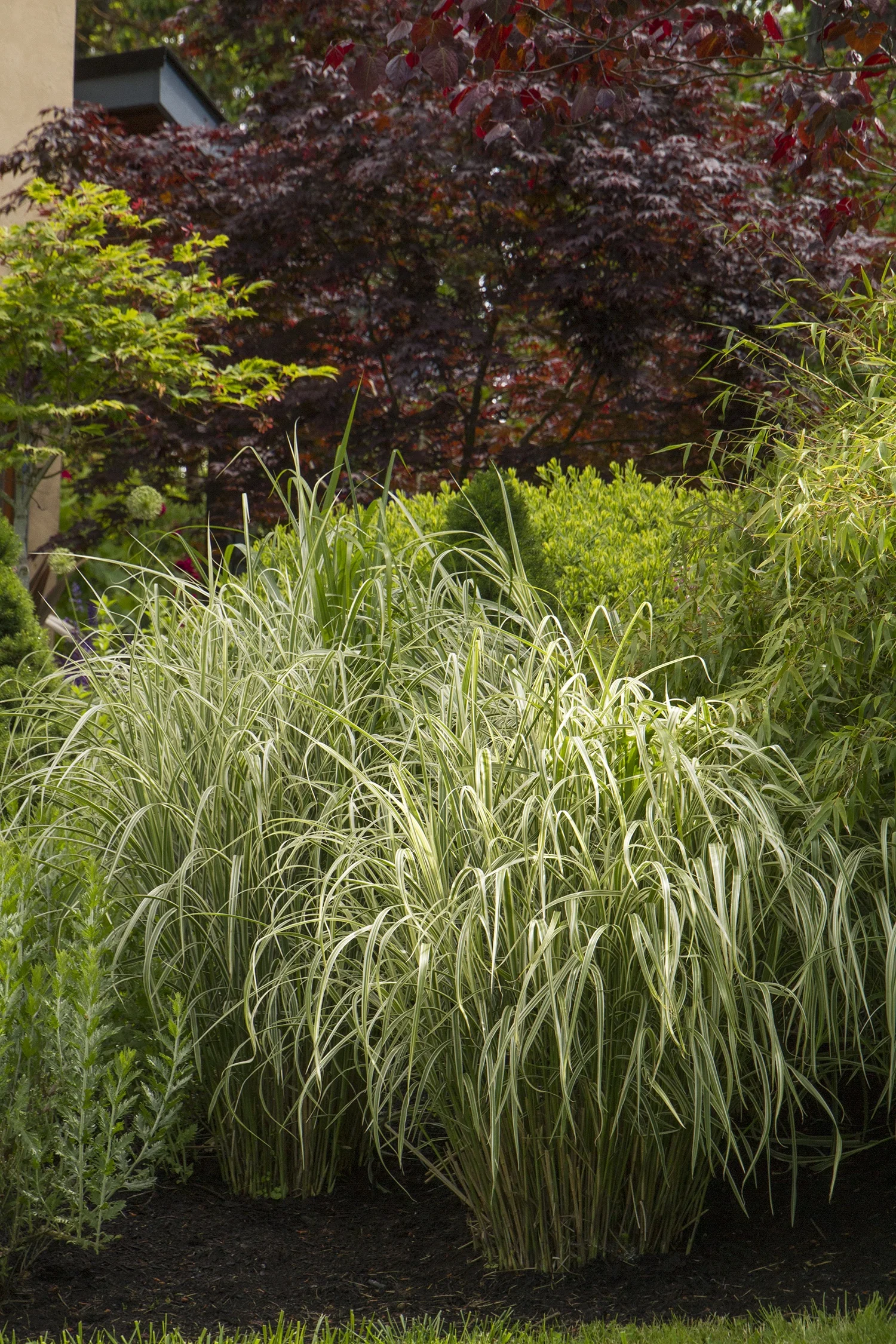 Cabaret Japanese Silver Grass 4 Cabaret Japanese Silver Grass