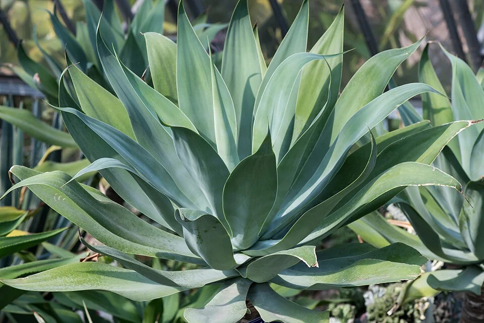 Blue Flame Agave 12 Blue Flame Agave