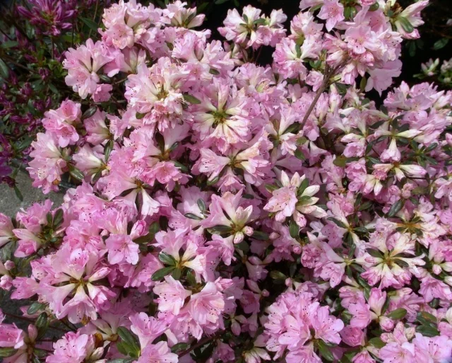 Sweet Sixteen Evergreen Azalea 6 Sweet Sixteen Evergreen Azalea