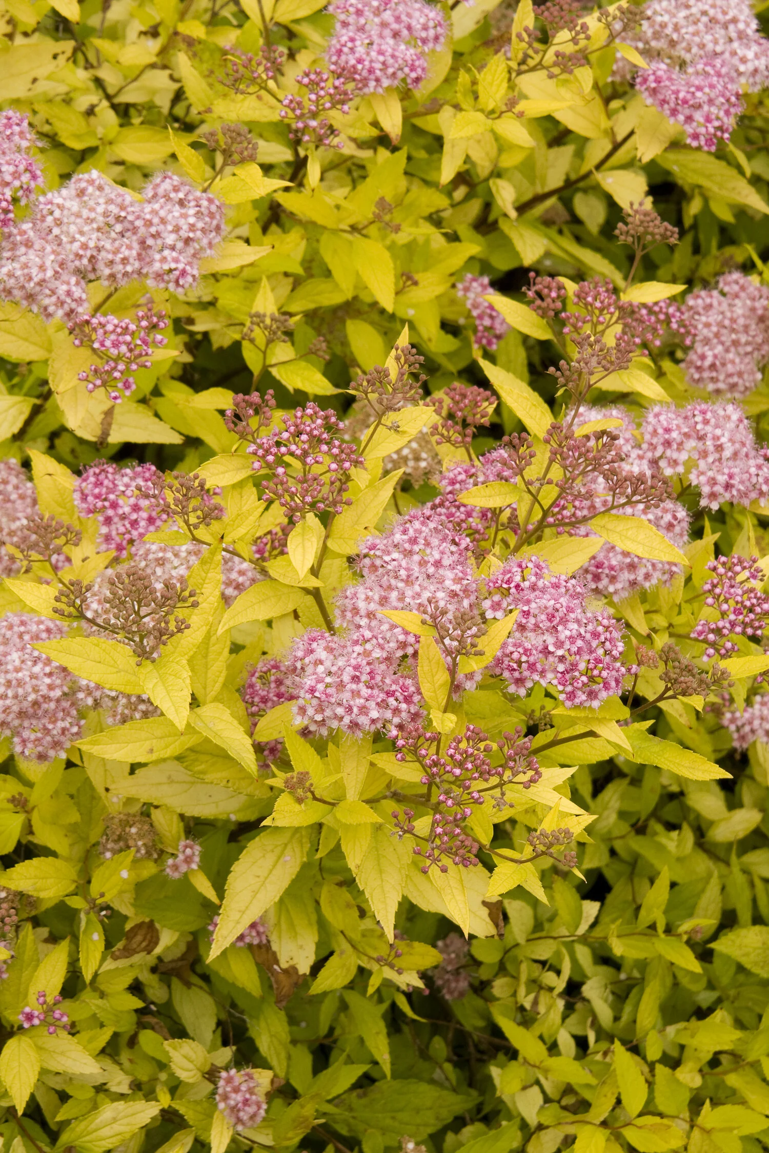 Magic Carpet Spirea