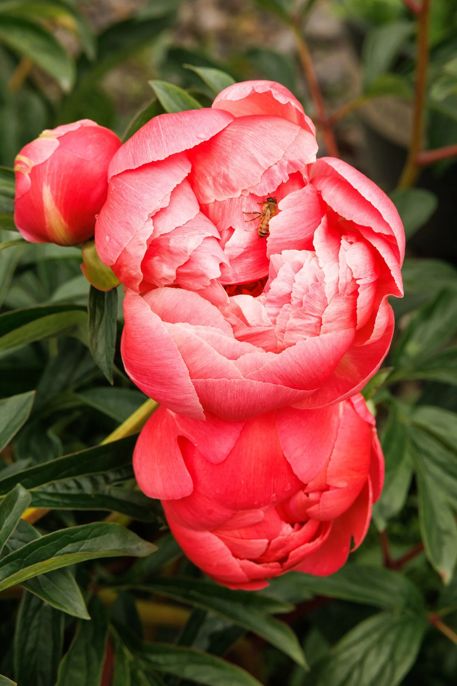 Coral Charm Peony