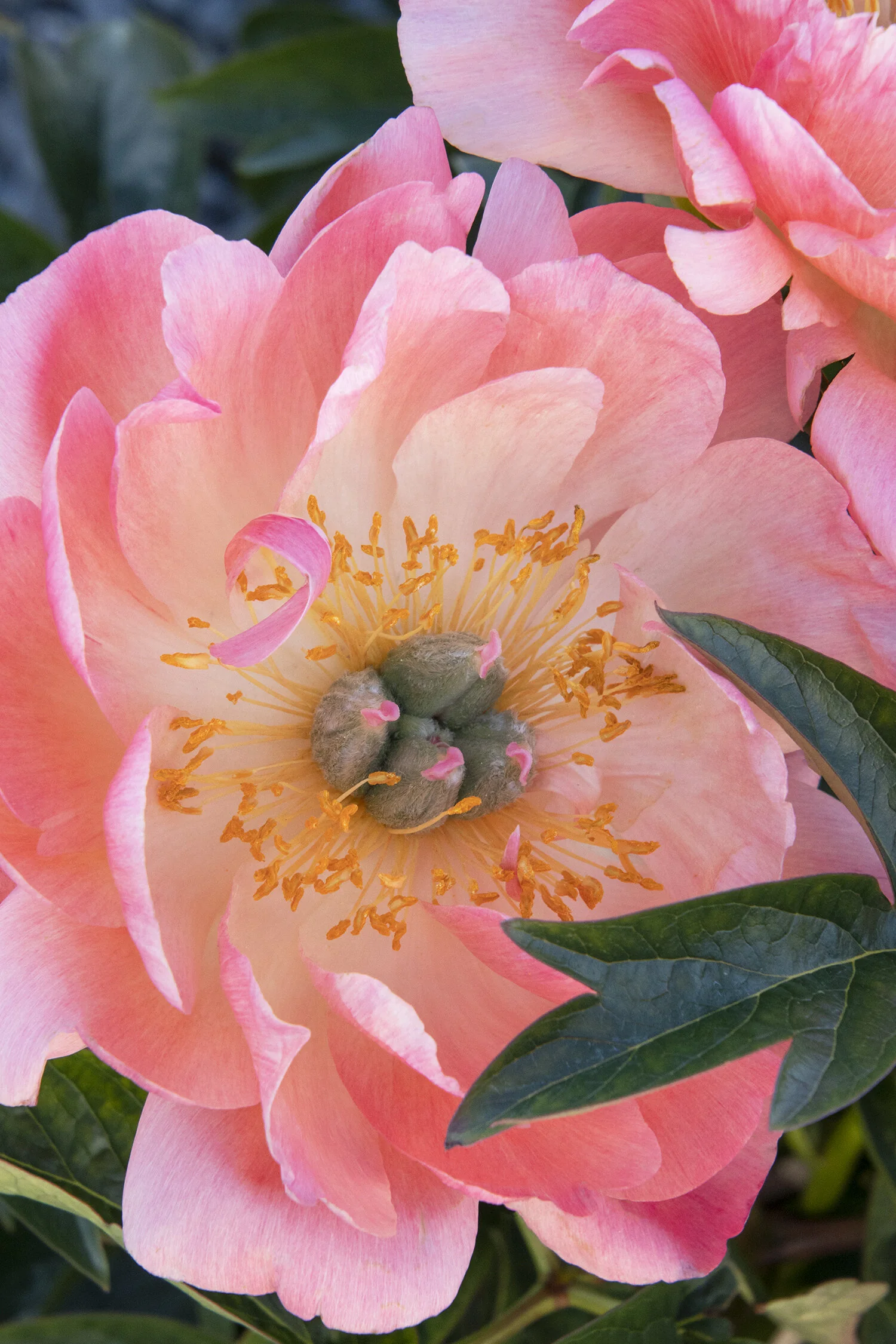 Coral Charm Peony 3 Coral Charm Peony