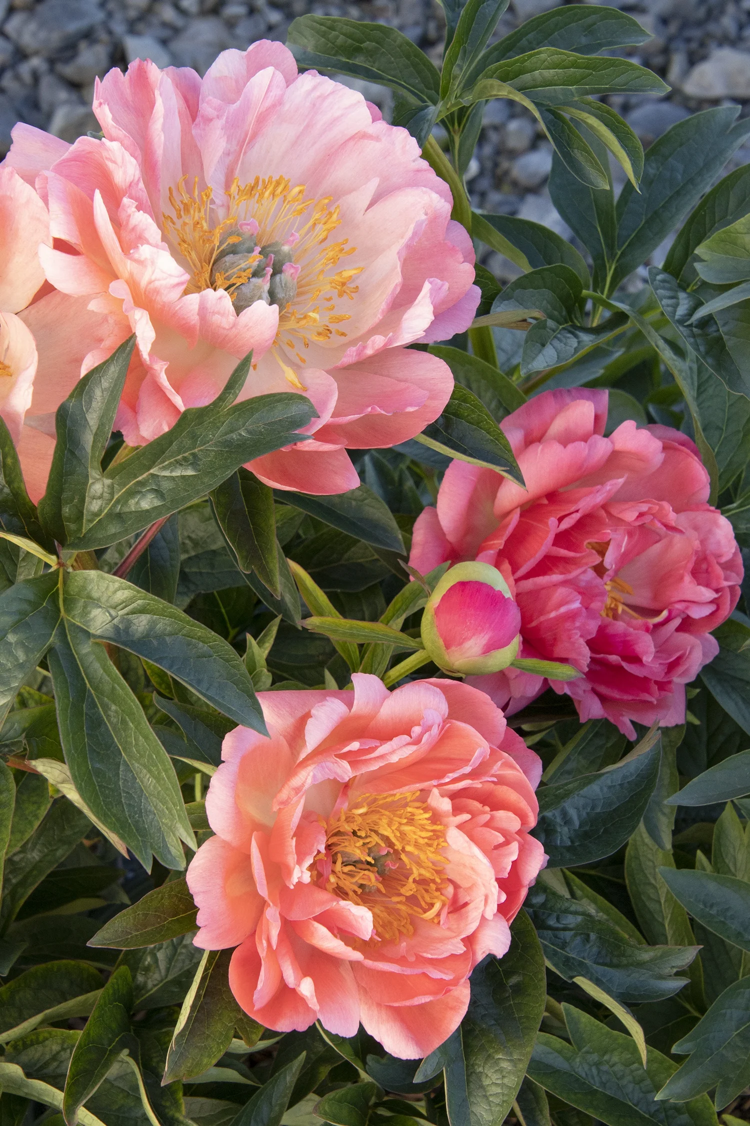Coral Charm Peony 4 Coral Charm Peony