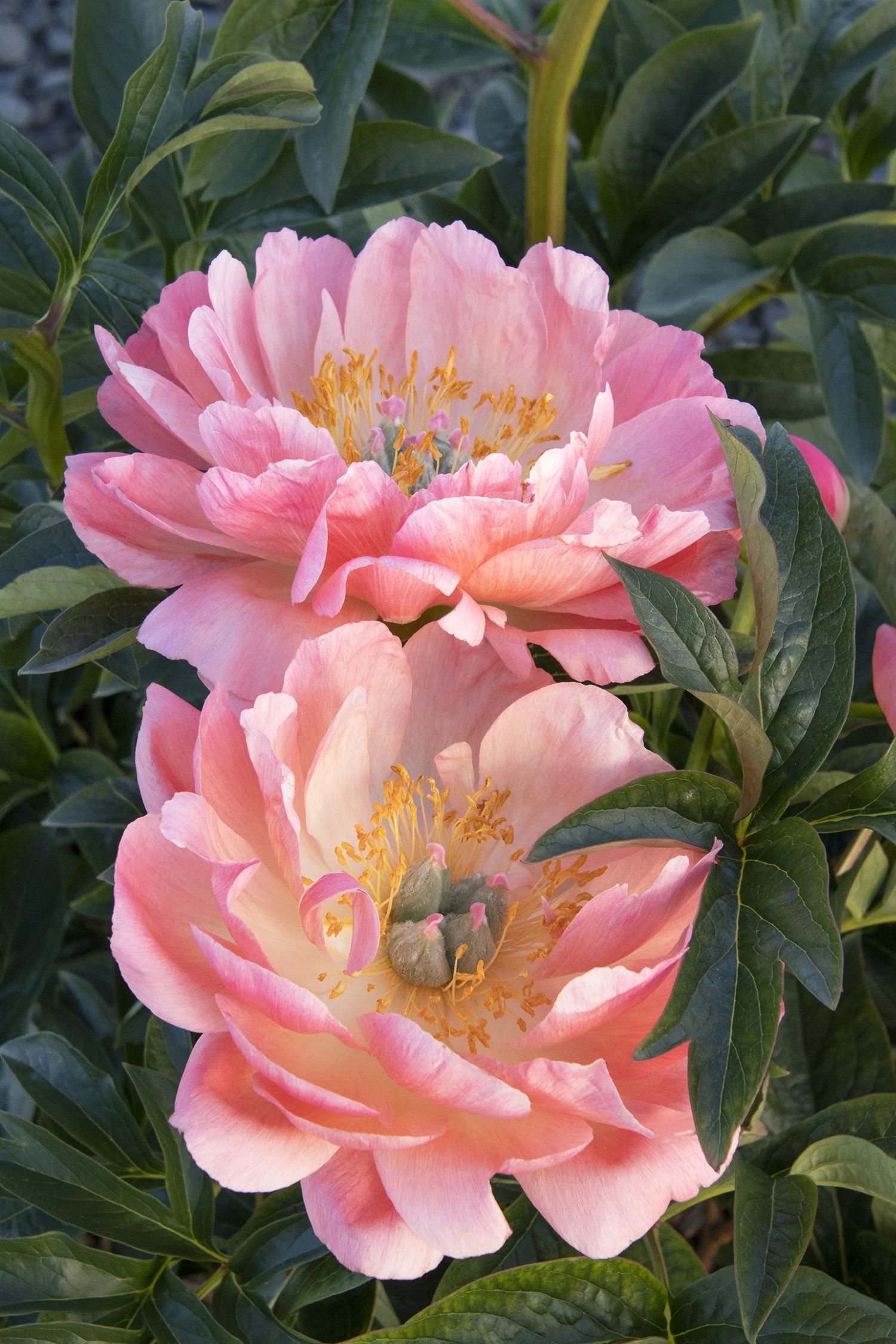 Coral Charm Peony 5 Coral Charm Peony