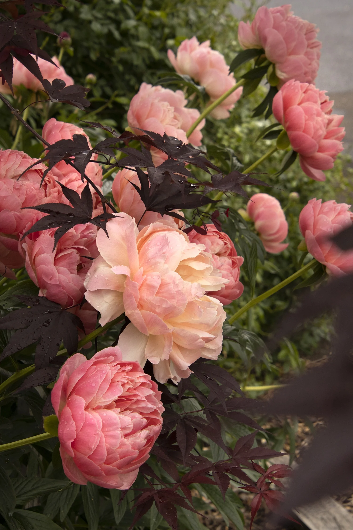 Coral Charm Peony 6 Coral Charm Peony
