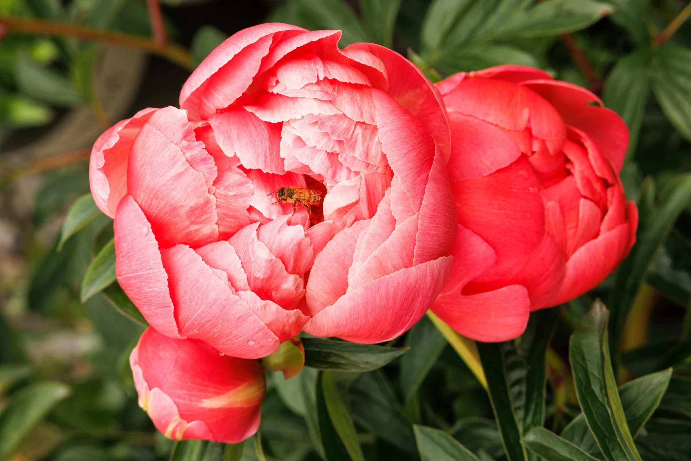 Coral Charm Peony 7 Coral Charm Peony