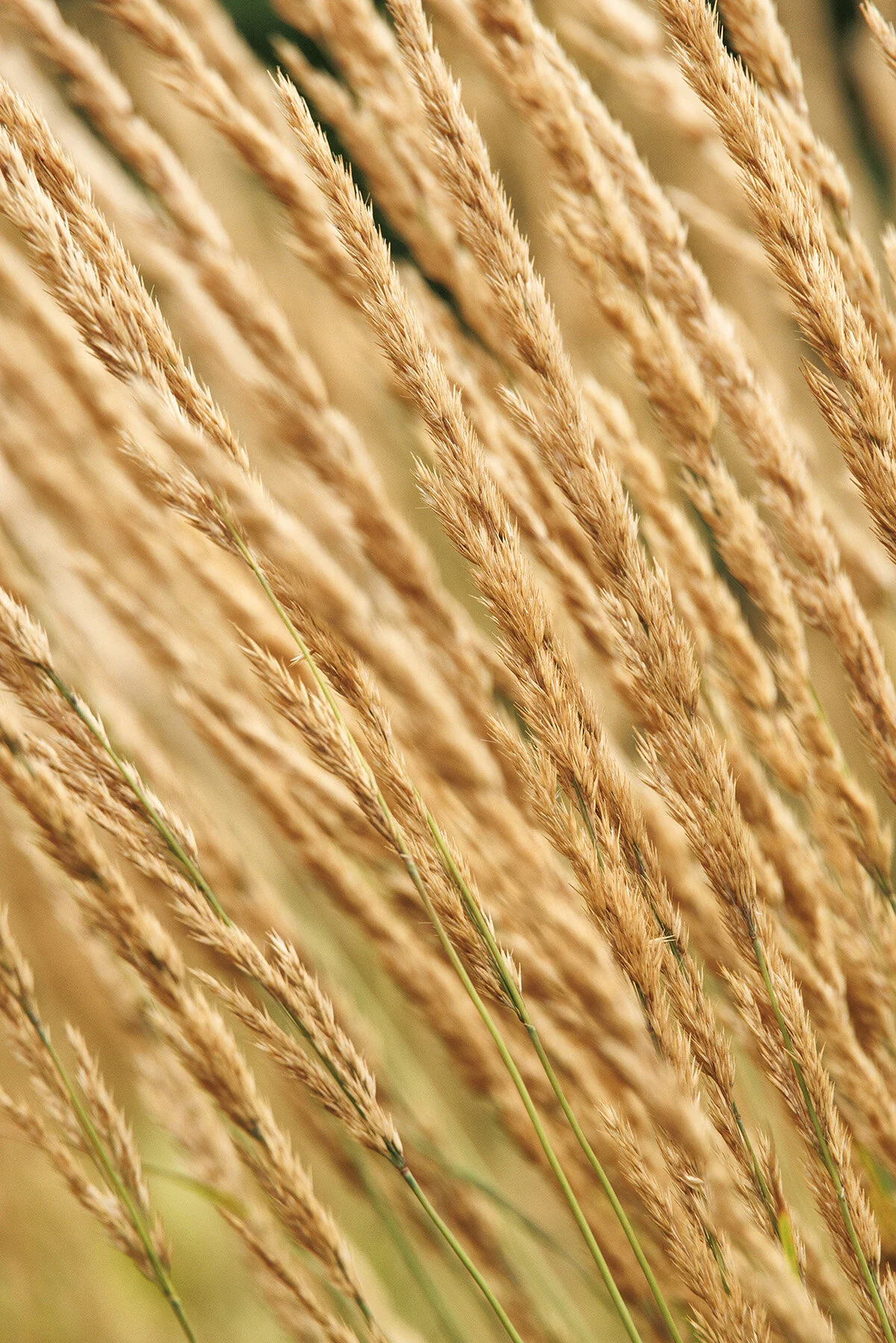 Foerster's Feather Reed Grass 9 Foerster's Feather Reed Grass