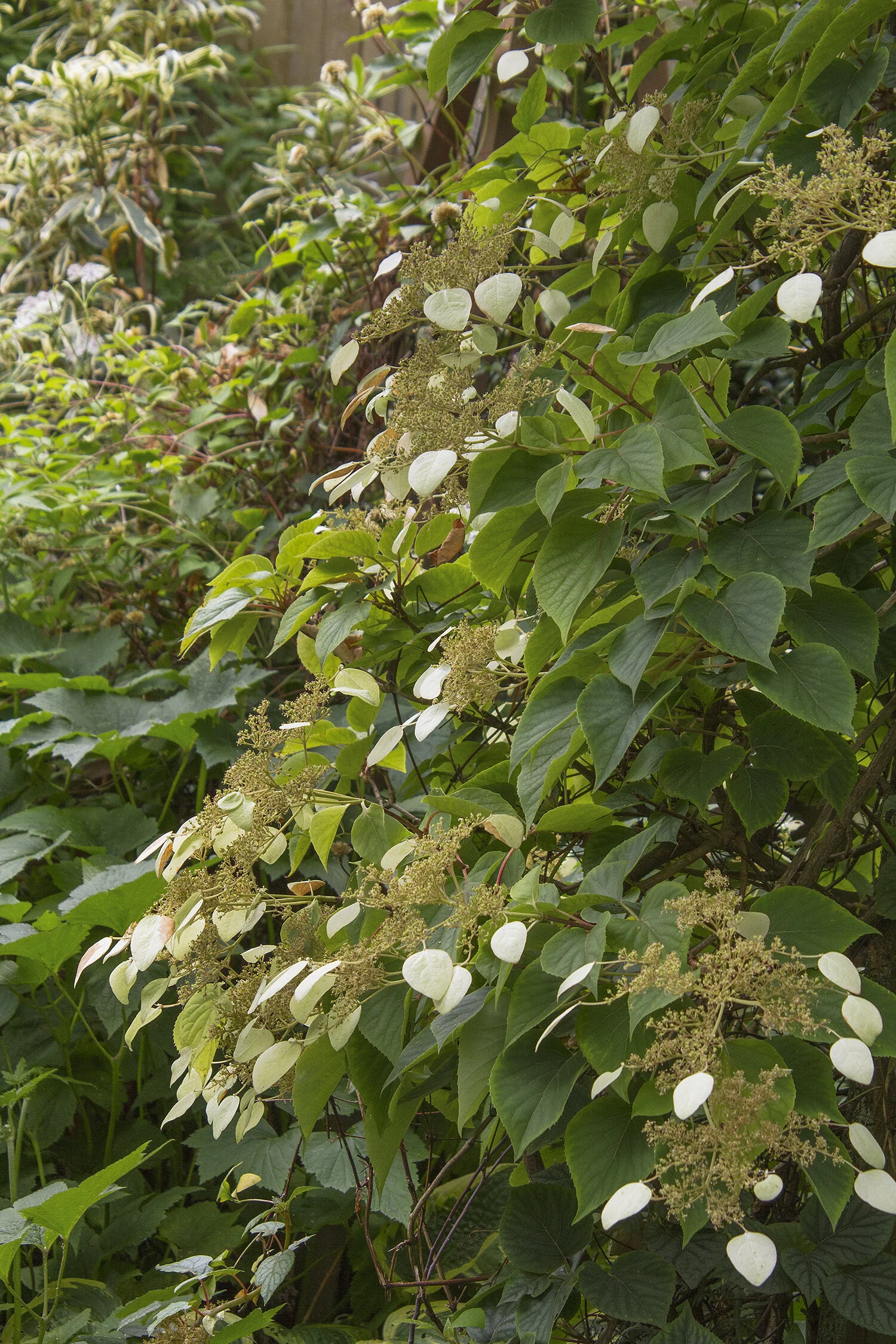 Moonlight Chinese Hydrangea Vine 1 Moonlight Chinese Hydrangea Vine