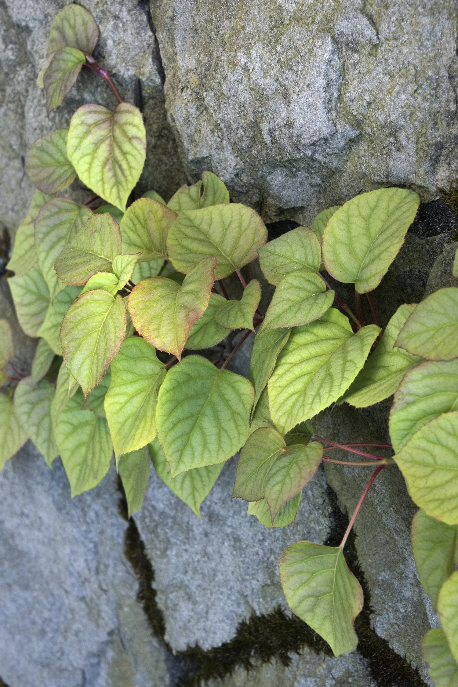 Moonlight Chinese Hydrangea Vine 3 Moonlight Chinese Hydrangea Vine