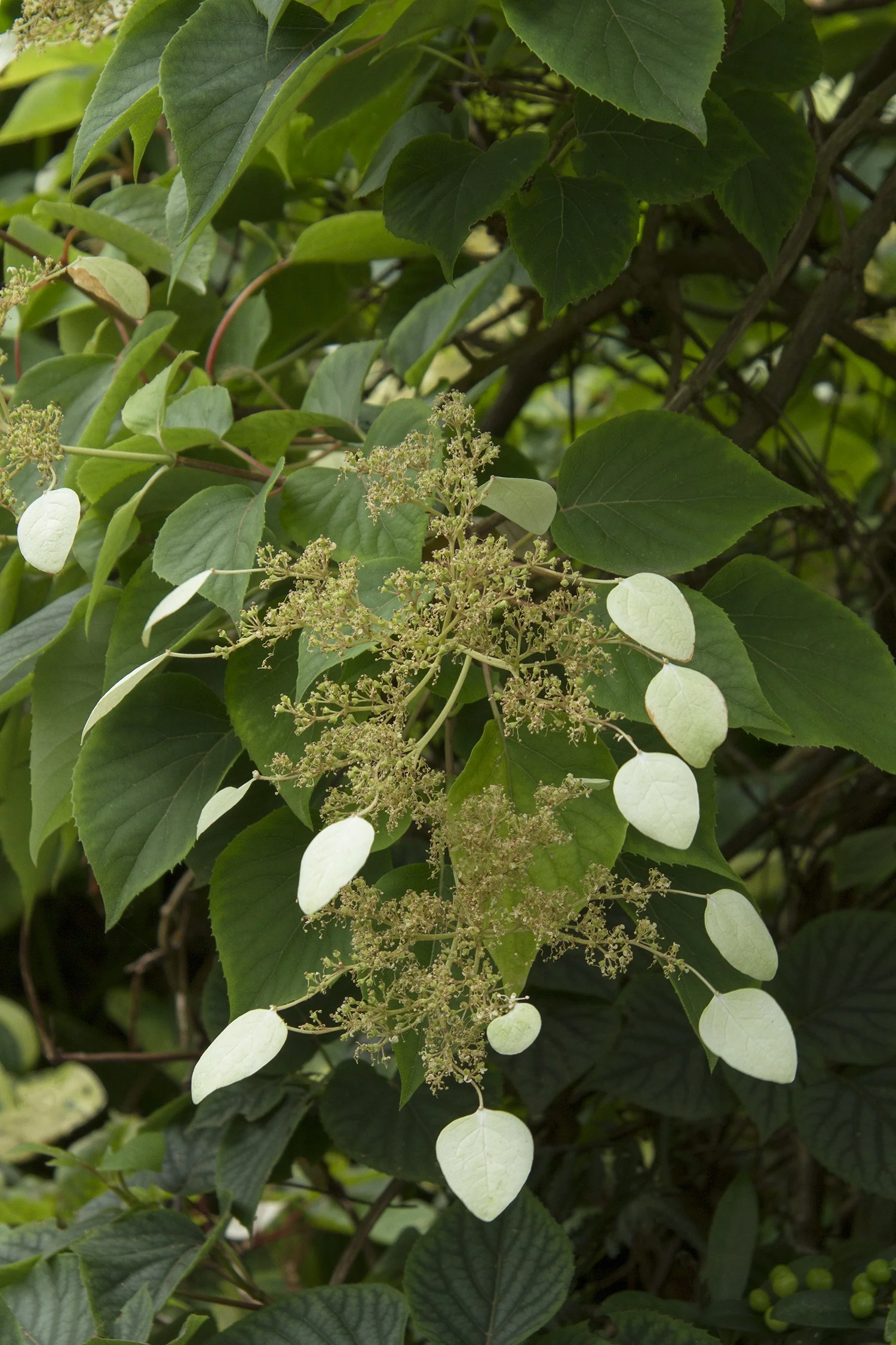 Moonlight Chinese Hydrangea Vine 4 Moonlight Chinese Hydrangea Vine