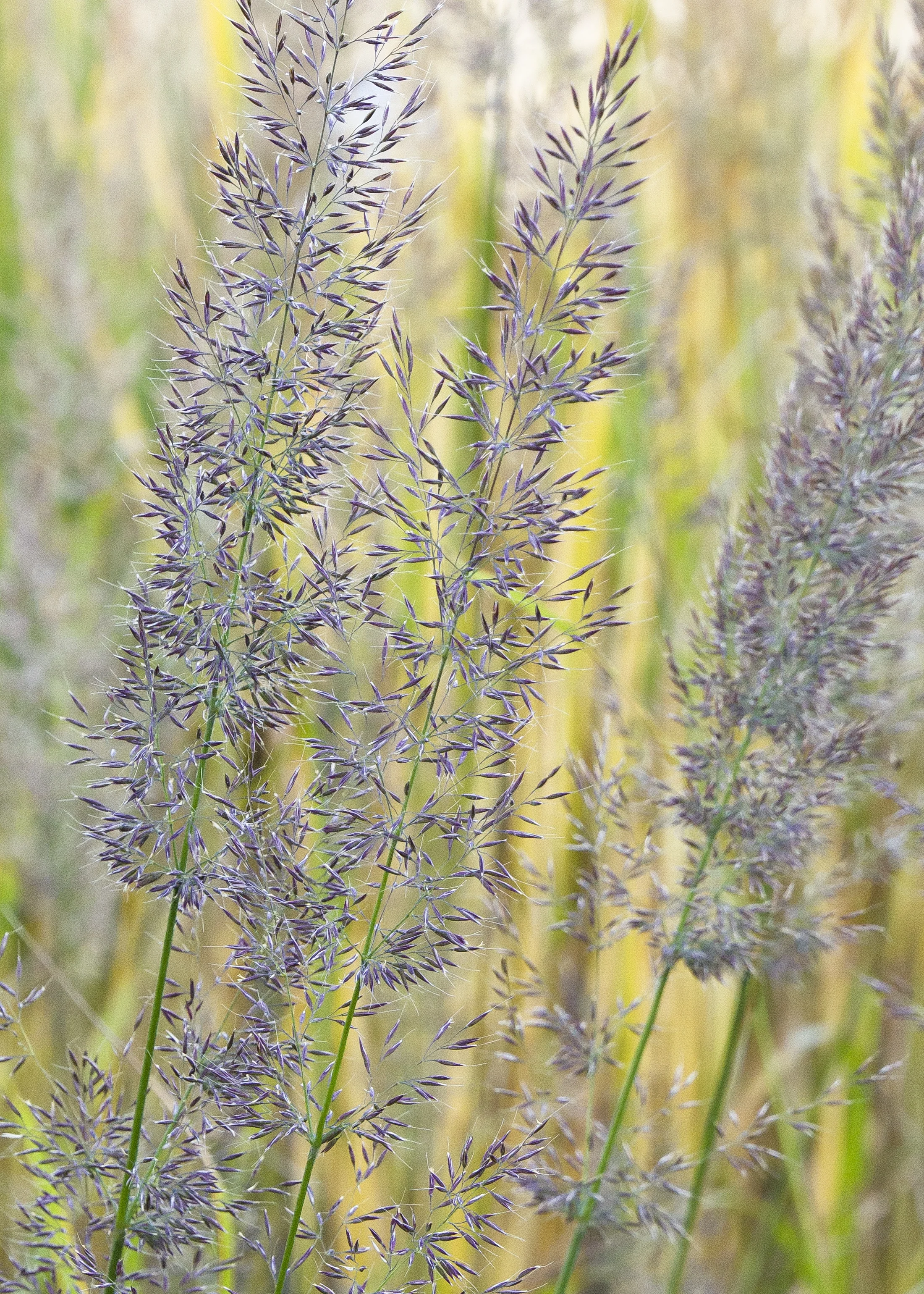 Korean Feather Reed Grass 8 Korean Feather Reed Grass