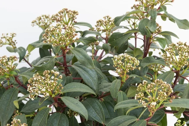 Moonlit Lace® Viburnum
