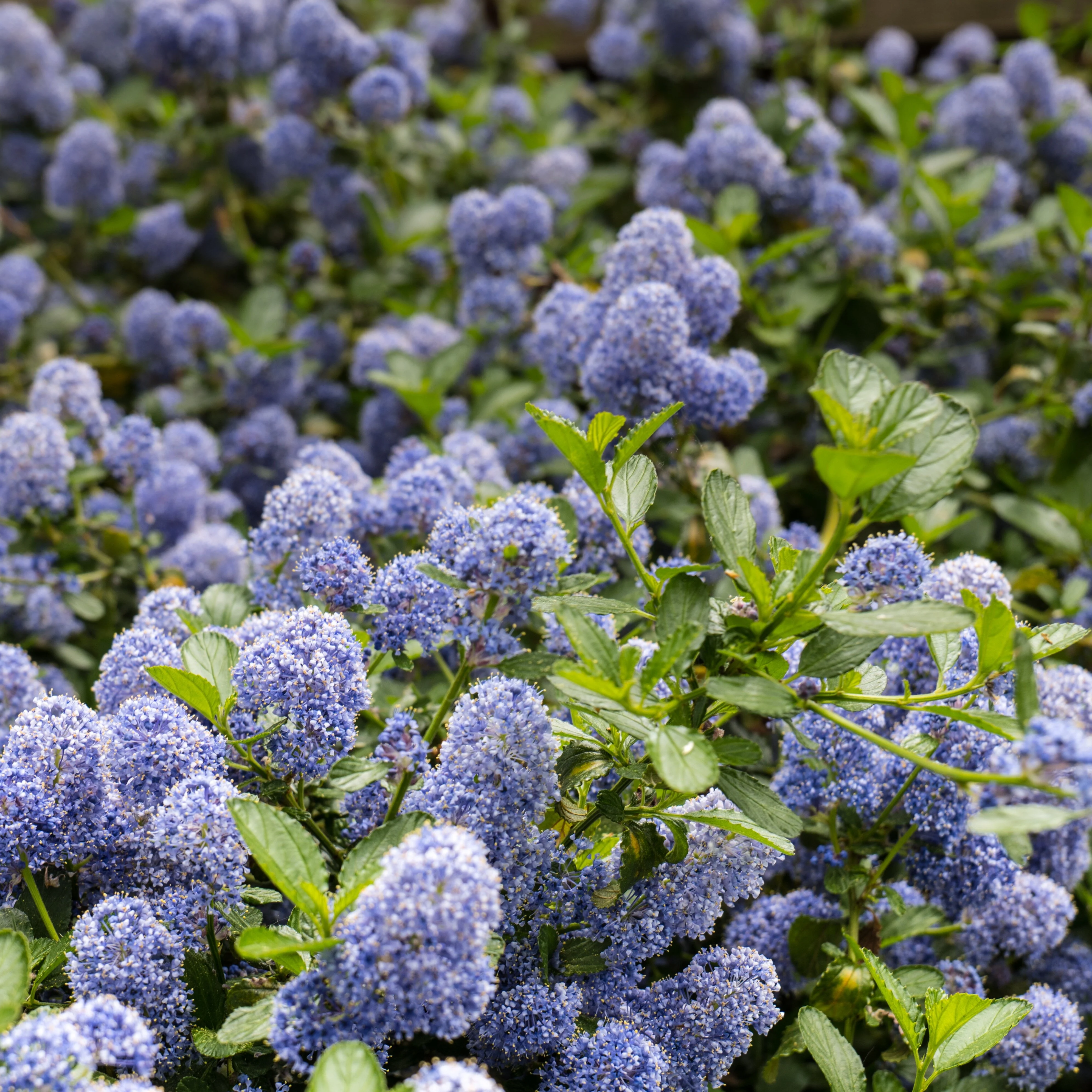 Anchor Bay Ceanothus 5 Anchor Bay Ceanothus