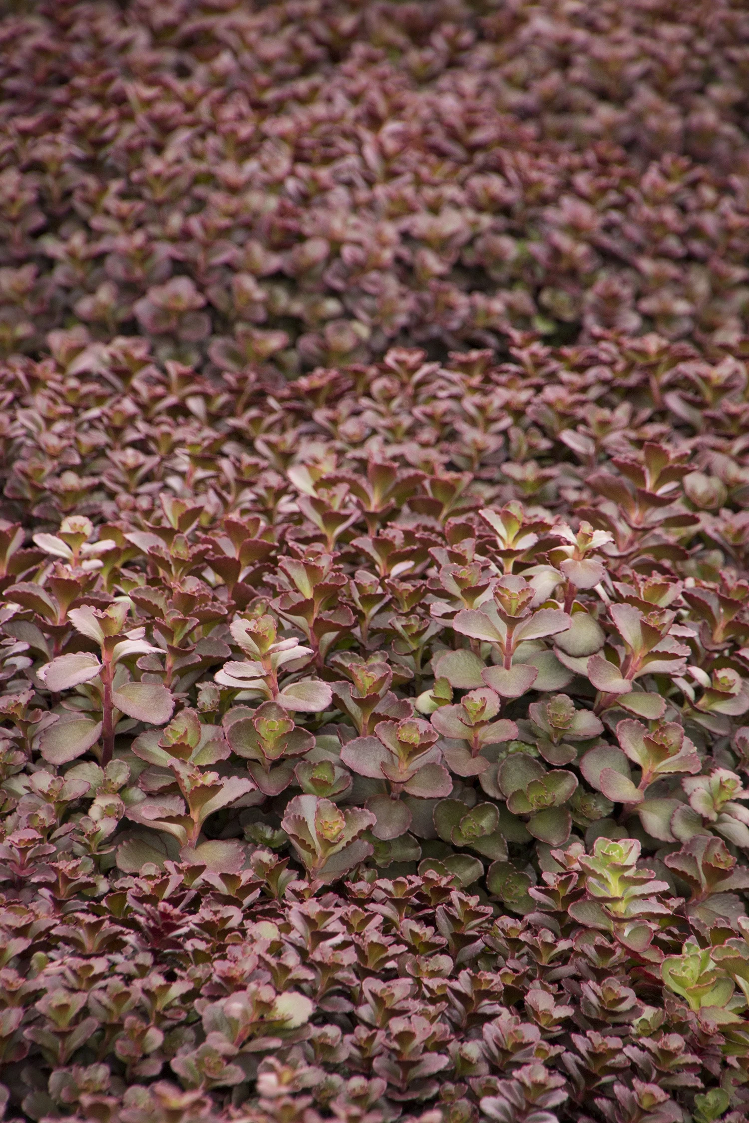 Bronze Carpet Stonecrop 2 Bronze Carpet Stonecrop