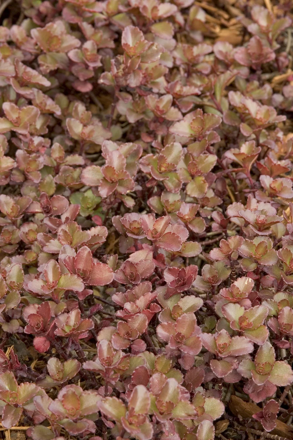 Bronze Carpet Stonecrop 3 Bronze Carpet Stonecrop