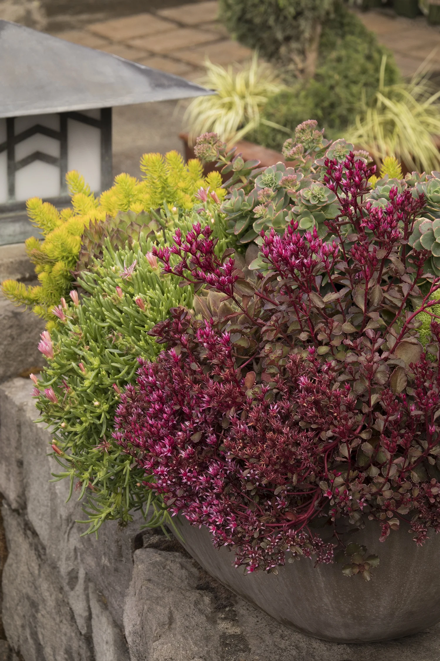 Bronze Carpet Stonecrop 4 Bronze Carpet Stonecrop