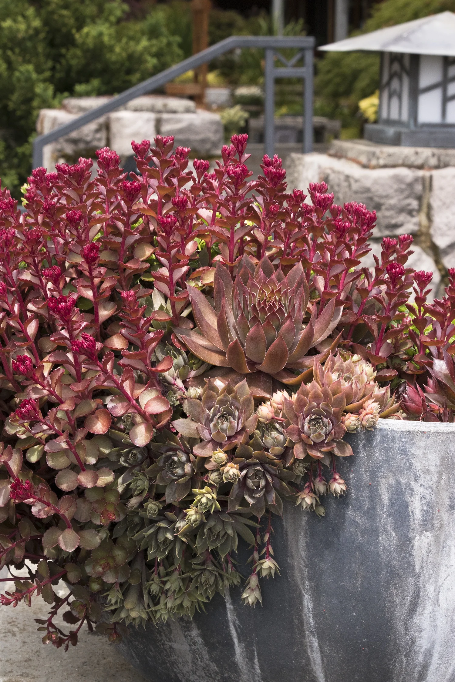 Bronze Carpet Stonecrop 5 Bronze Carpet Stonecrop
