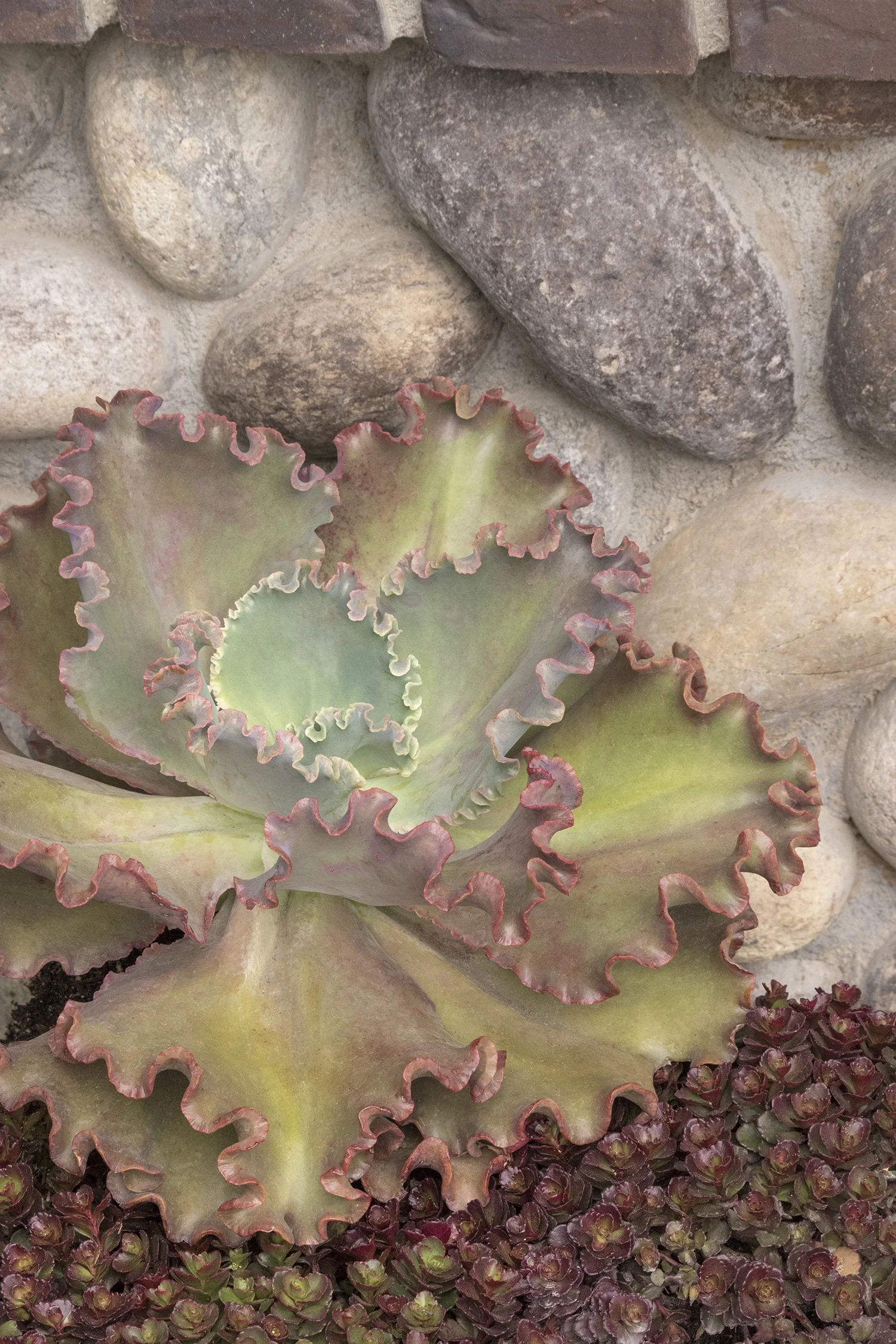 Bronze Carpet Stonecrop 6 Bronze Carpet Stonecrop