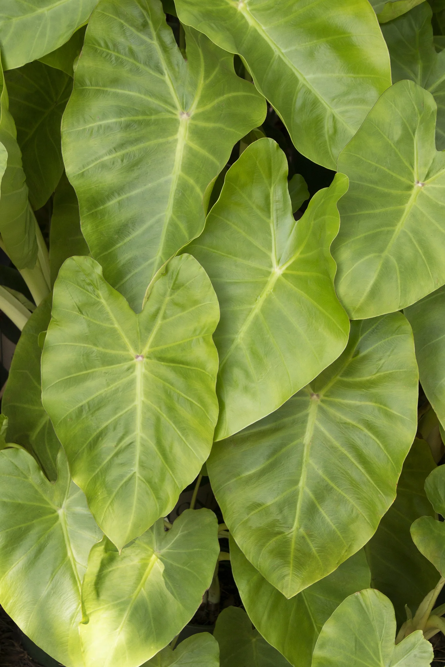Royal Hawaiian® Maui Gold Elephant Ear 5 Royal Hawaiian® Maui Gold Elephant Ear