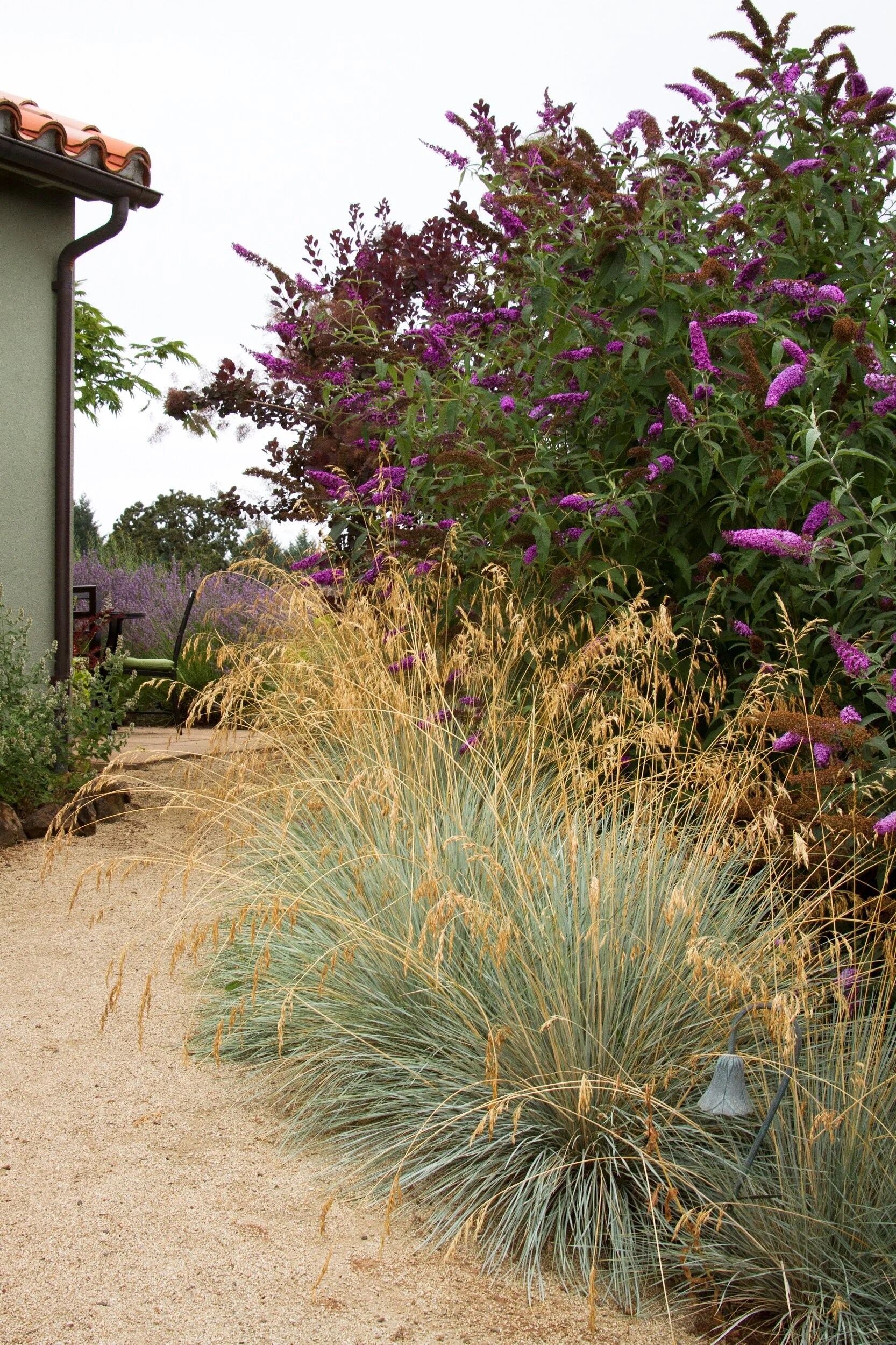 Blue Oat Grass