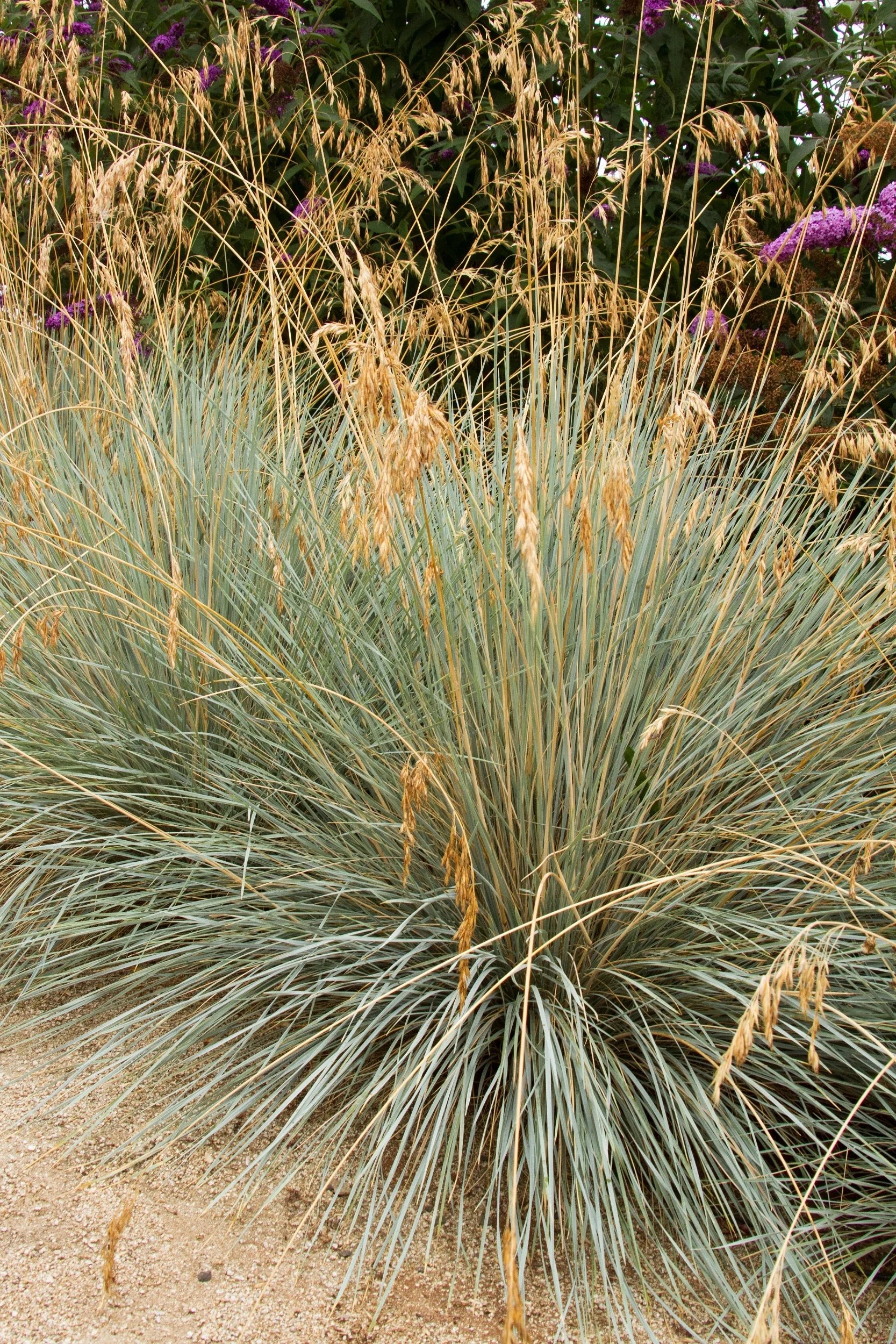 Blue Oat Grass