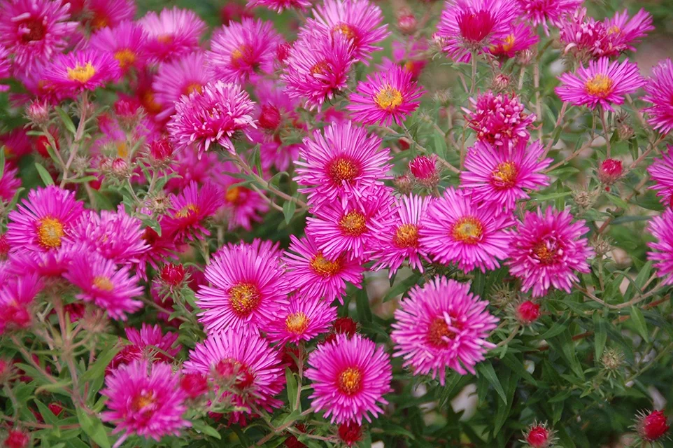 Vibrant Dome New England Aster 1 Vibrant Dome New England Aster