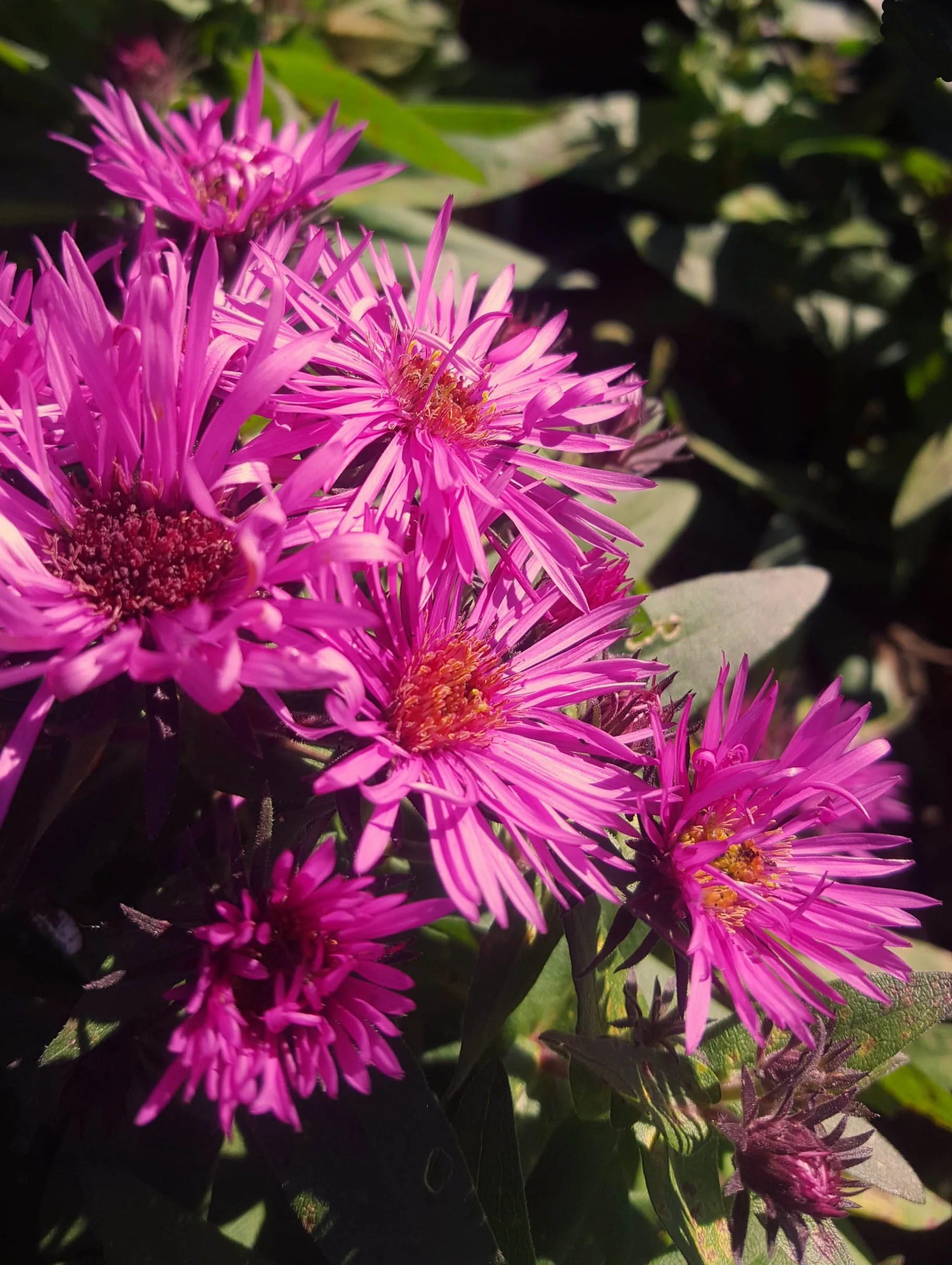 Vibrant Dome New England Aster 2 Vibrant Dome New England Aster