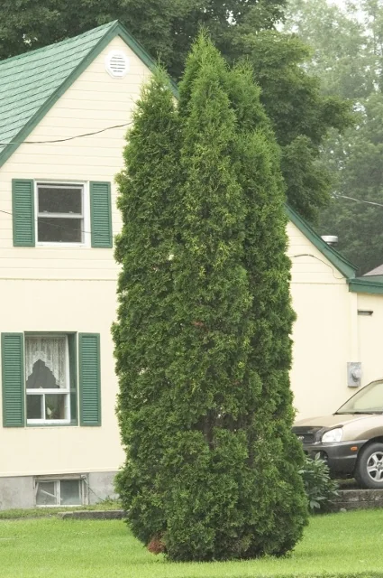 Skybound Arborvitae 8 Skybound Arborvitae