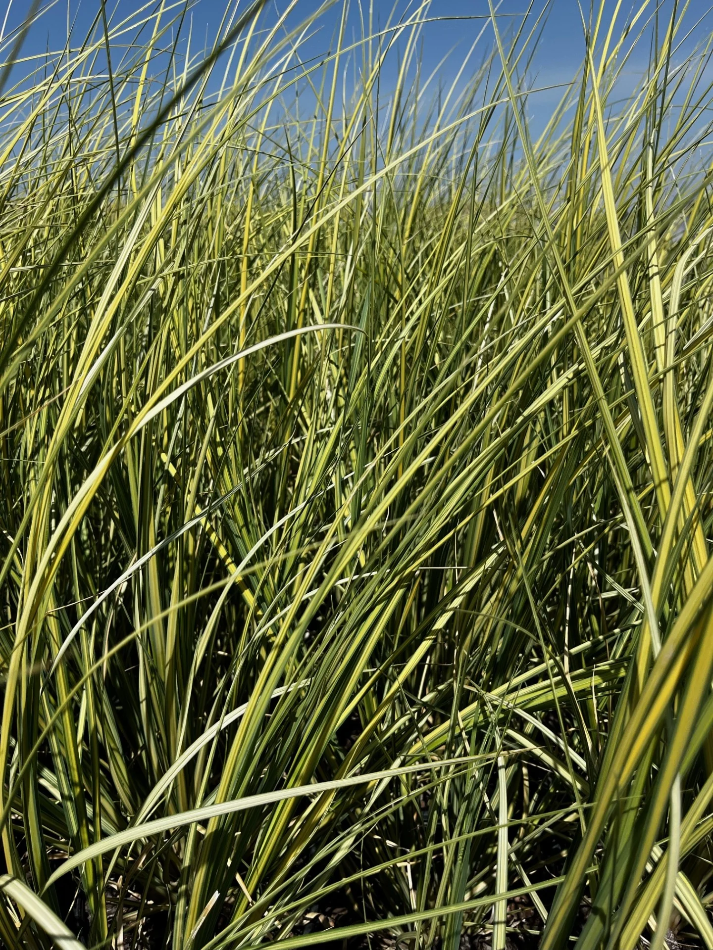 Sun Stripe® Variegated Pampas Grass 15 Sun Stripe® Variegated Pampas Grass