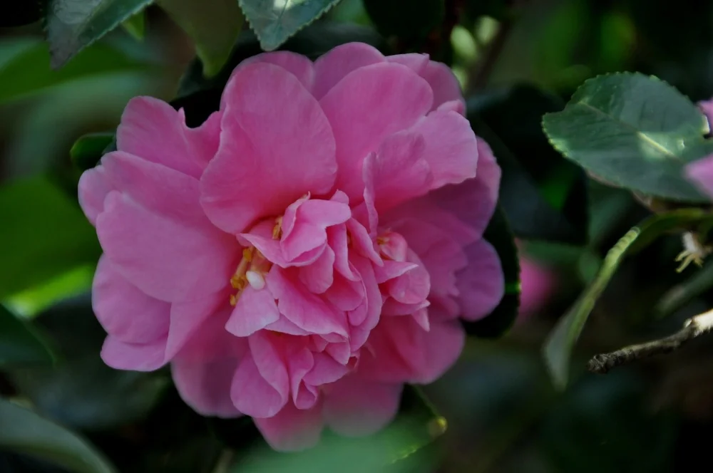 Autumn Spirit Camellia 5 Autumn Spirit Camellia