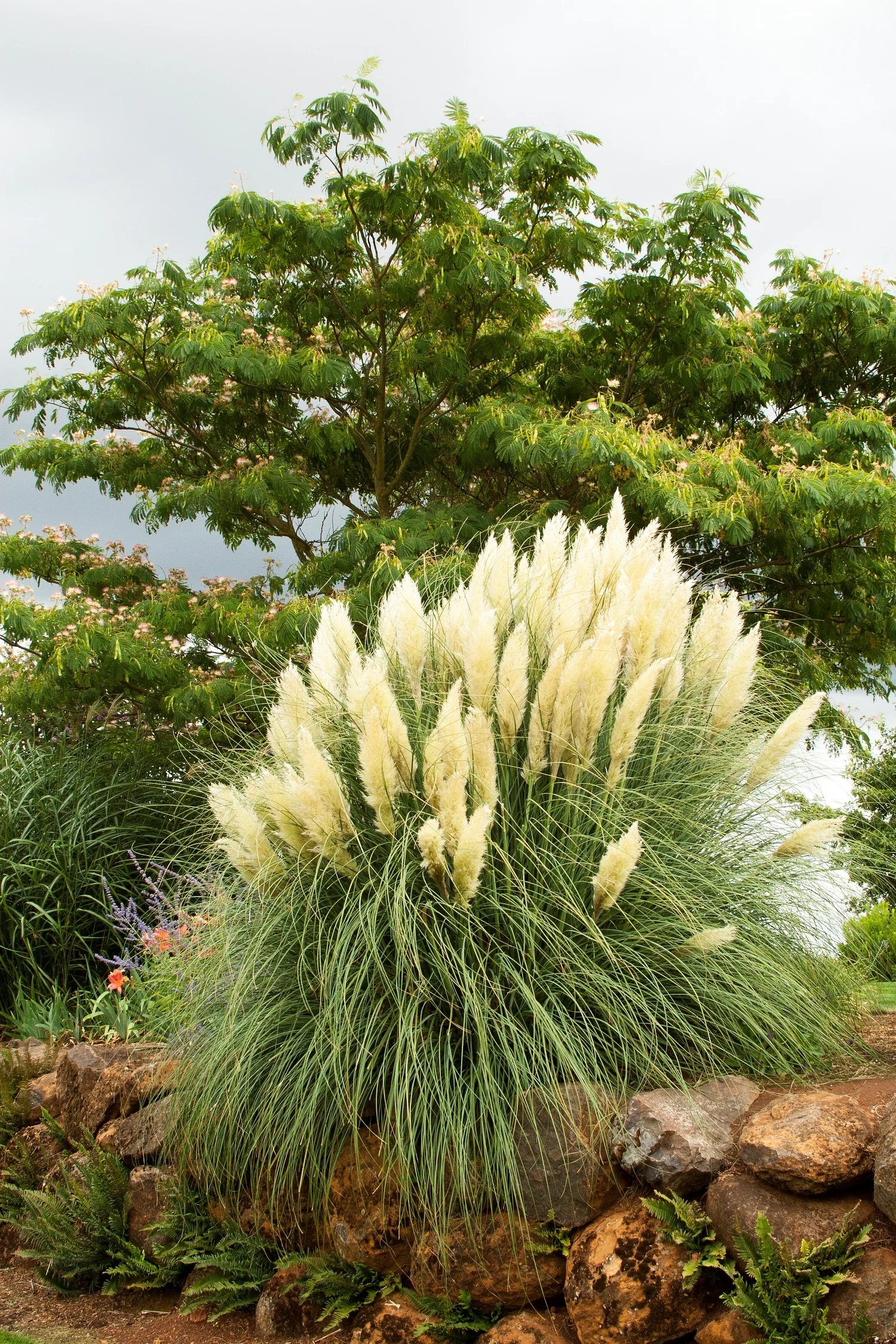 Ivory Feathers® Dwarf Pampas Grass 1 Ivory Feathers® Dwarf Pampas Grass
