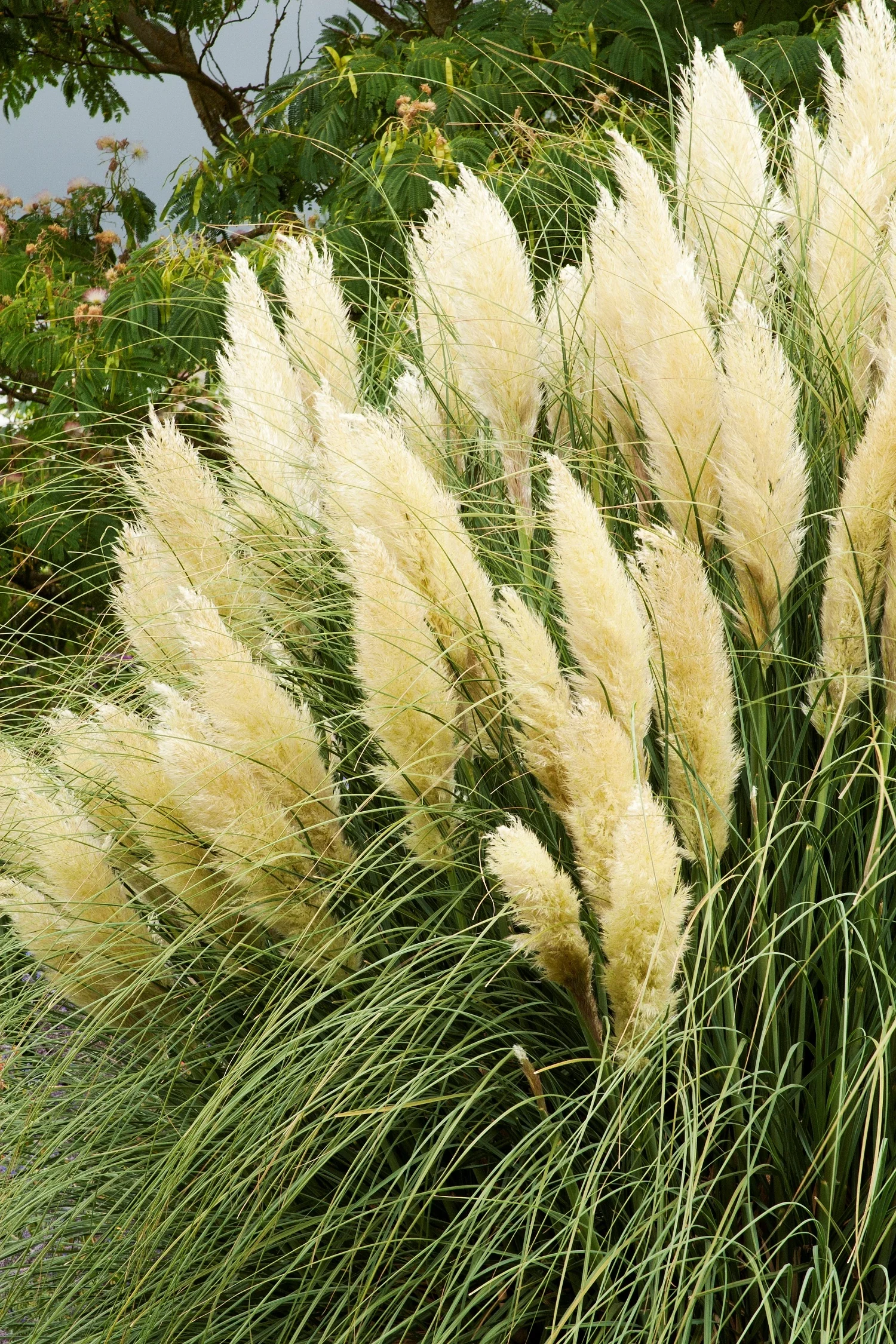 Ivory Feathers® Dwarf Pampas Grass 2 Ivory Feathers® Dwarf Pampas Grass