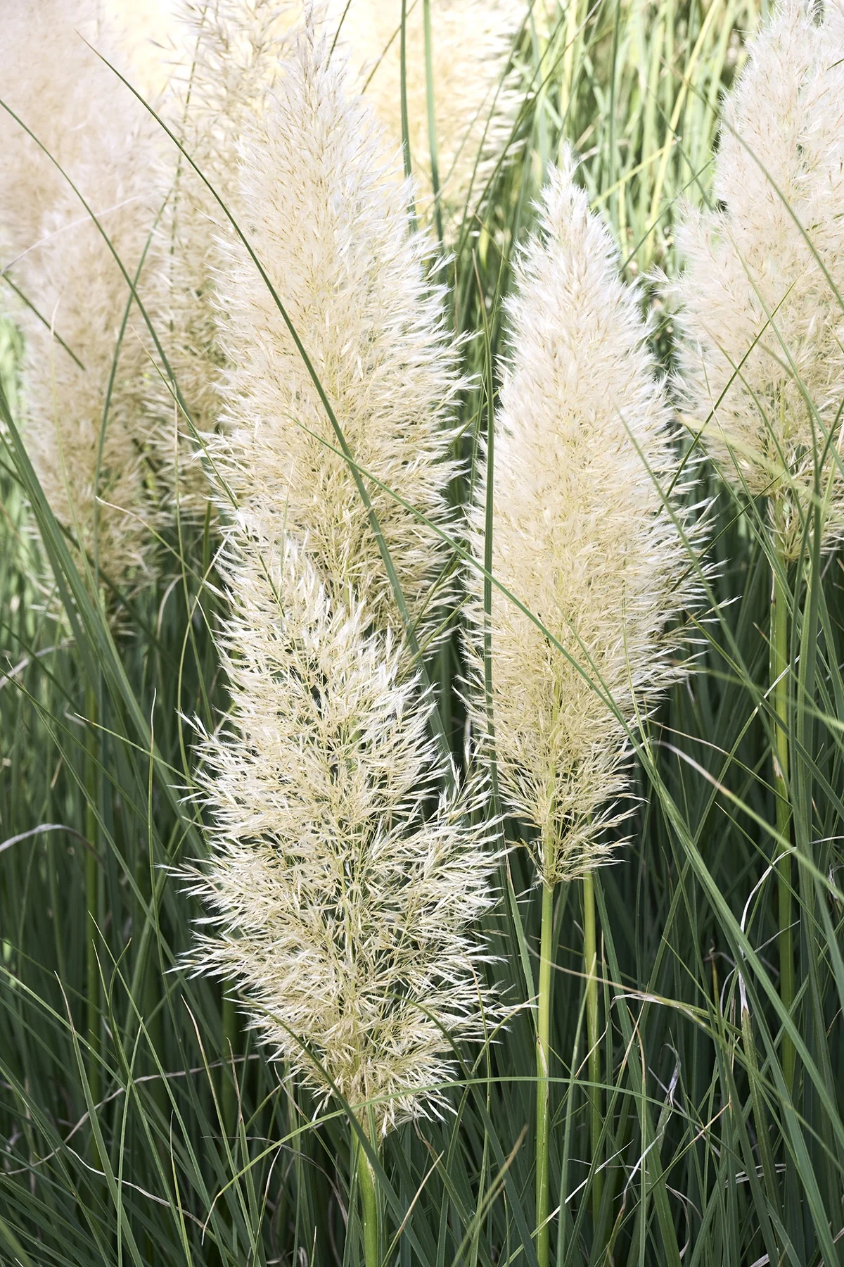 Ivory Feathers® Dwarf Pampas Grass 3 Ivory Feathers® Dwarf Pampas Grass