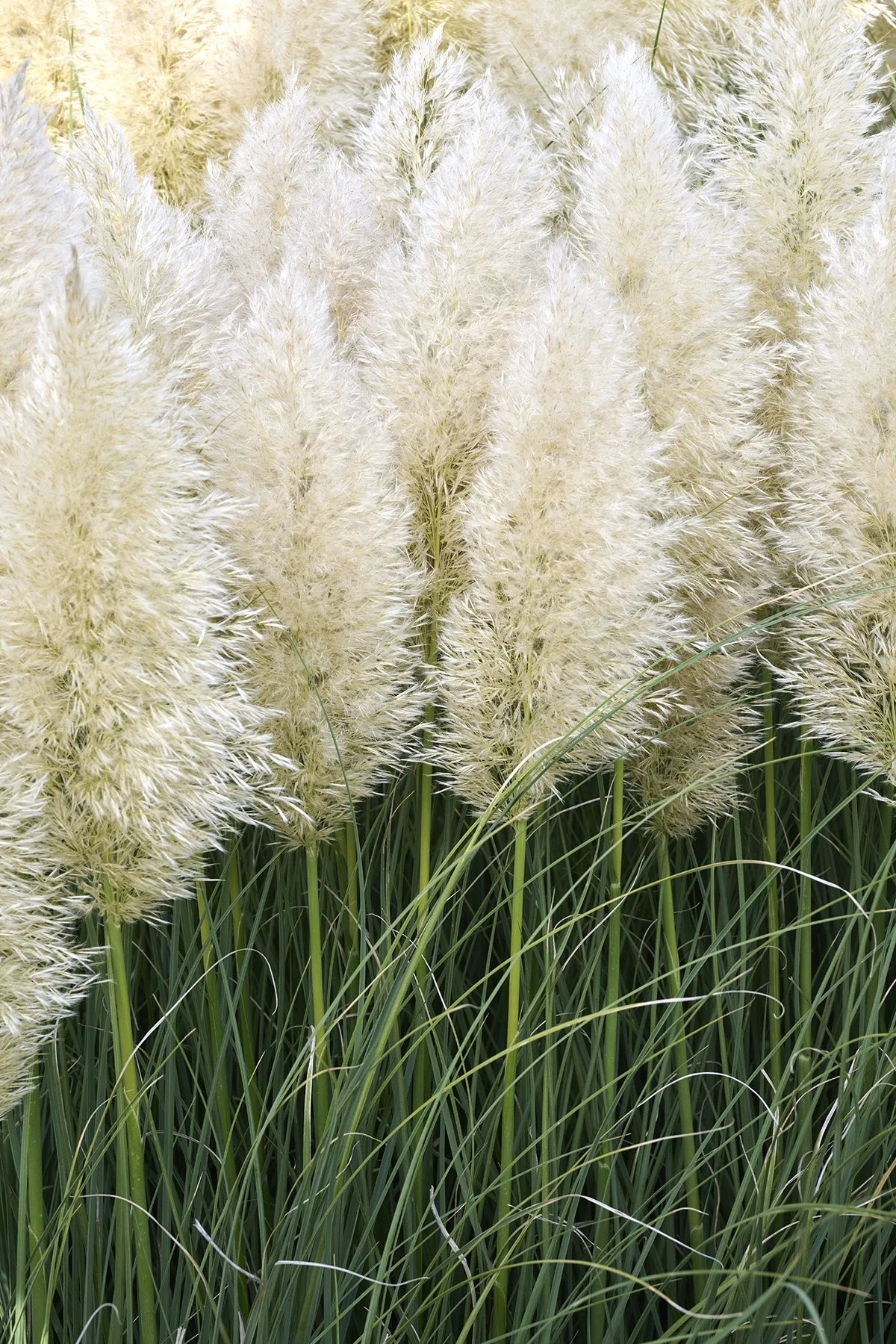 Ivory Feathers® Dwarf Pampas Grass 4 Ivory Feathers® Dwarf Pampas Grass
