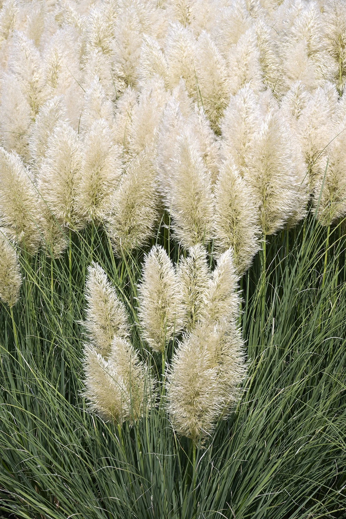Ivory Feathers® Dwarf Pampas Grass 5 Ivory Feathers® Dwarf Pampas Grass