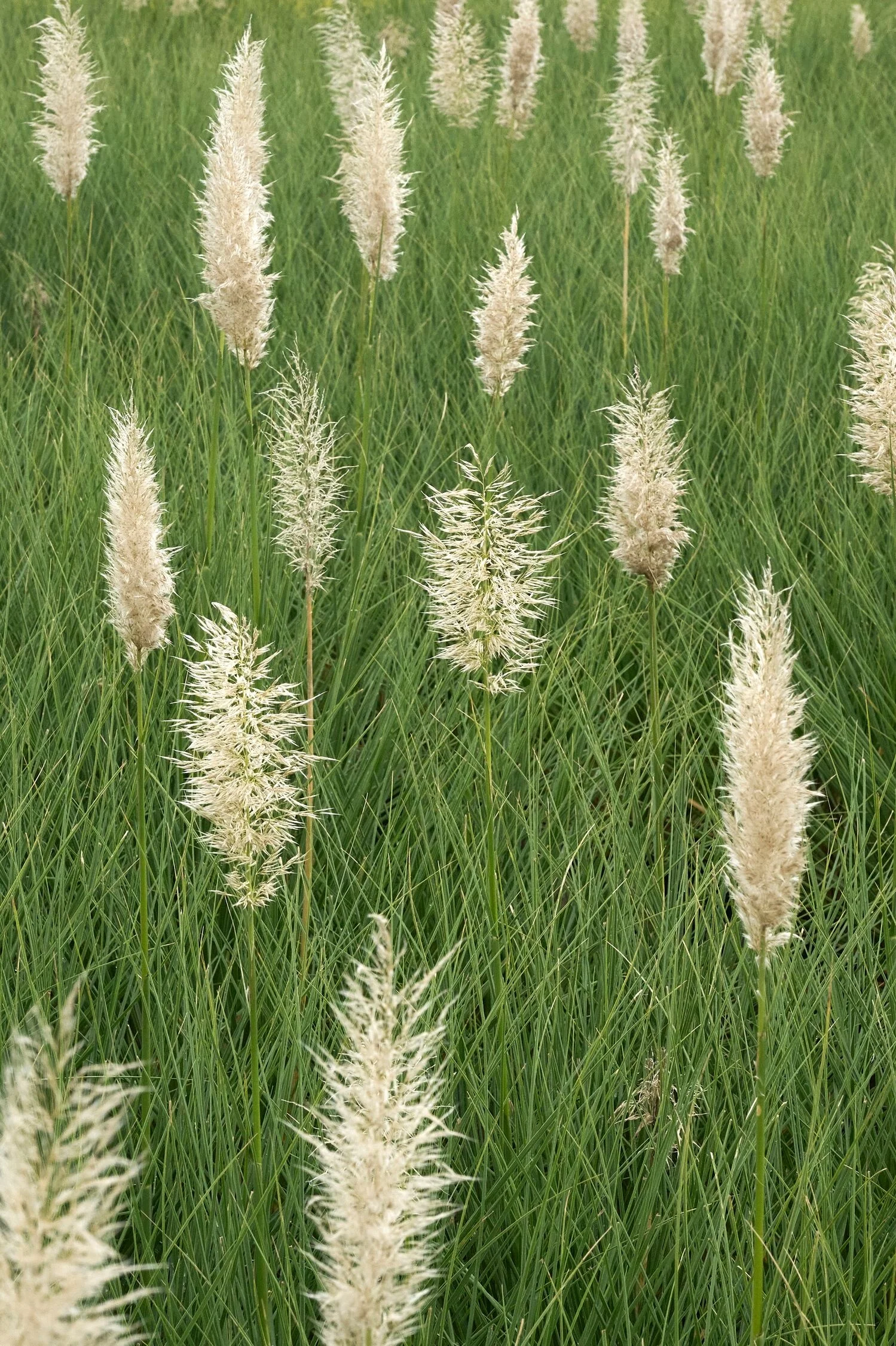 Ivory Feathers® Dwarf Pampas Grass 6 Ivory Feathers® Dwarf Pampas Grass