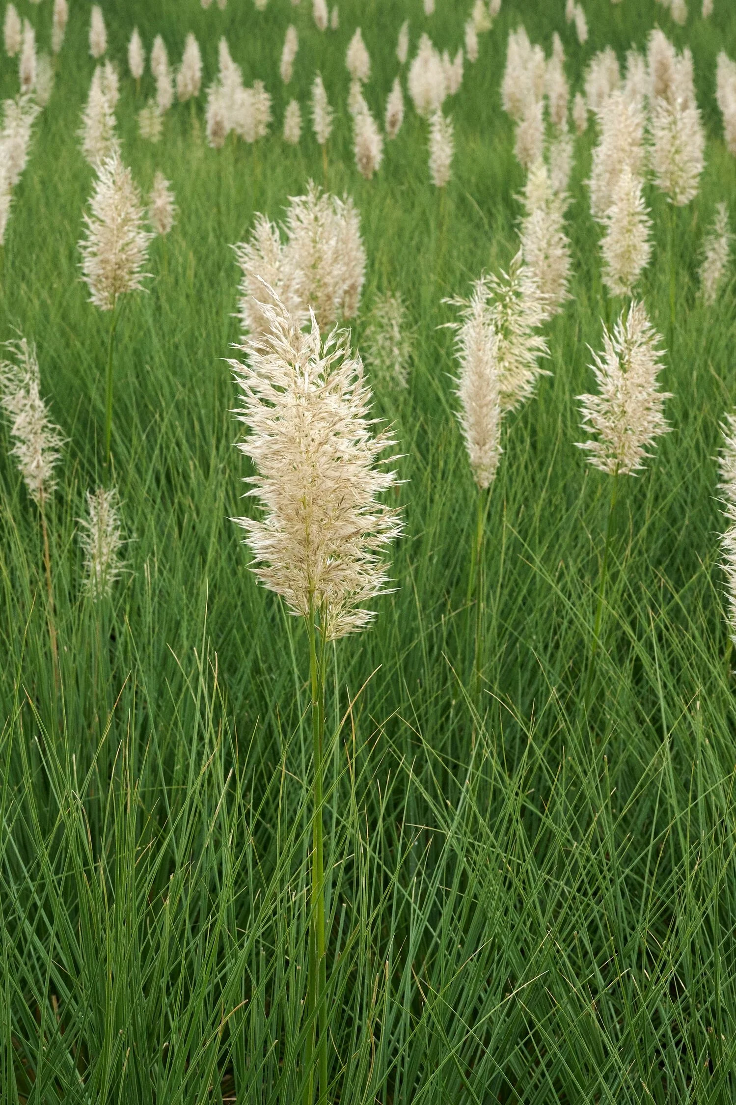Ivory Feathers® Dwarf Pampas Grass 7 Ivory Feathers® Dwarf Pampas Grass