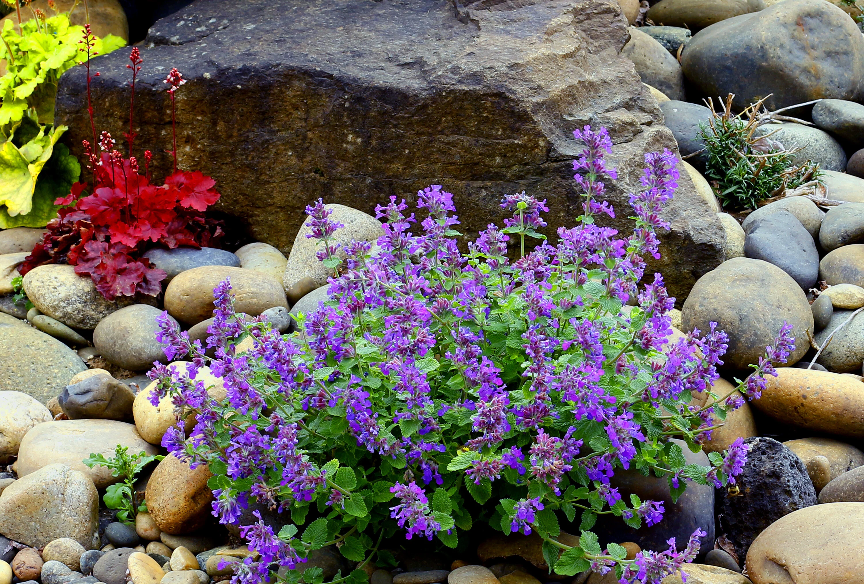 Nova® Blue Catmint 1 Nova® Blue Catmint