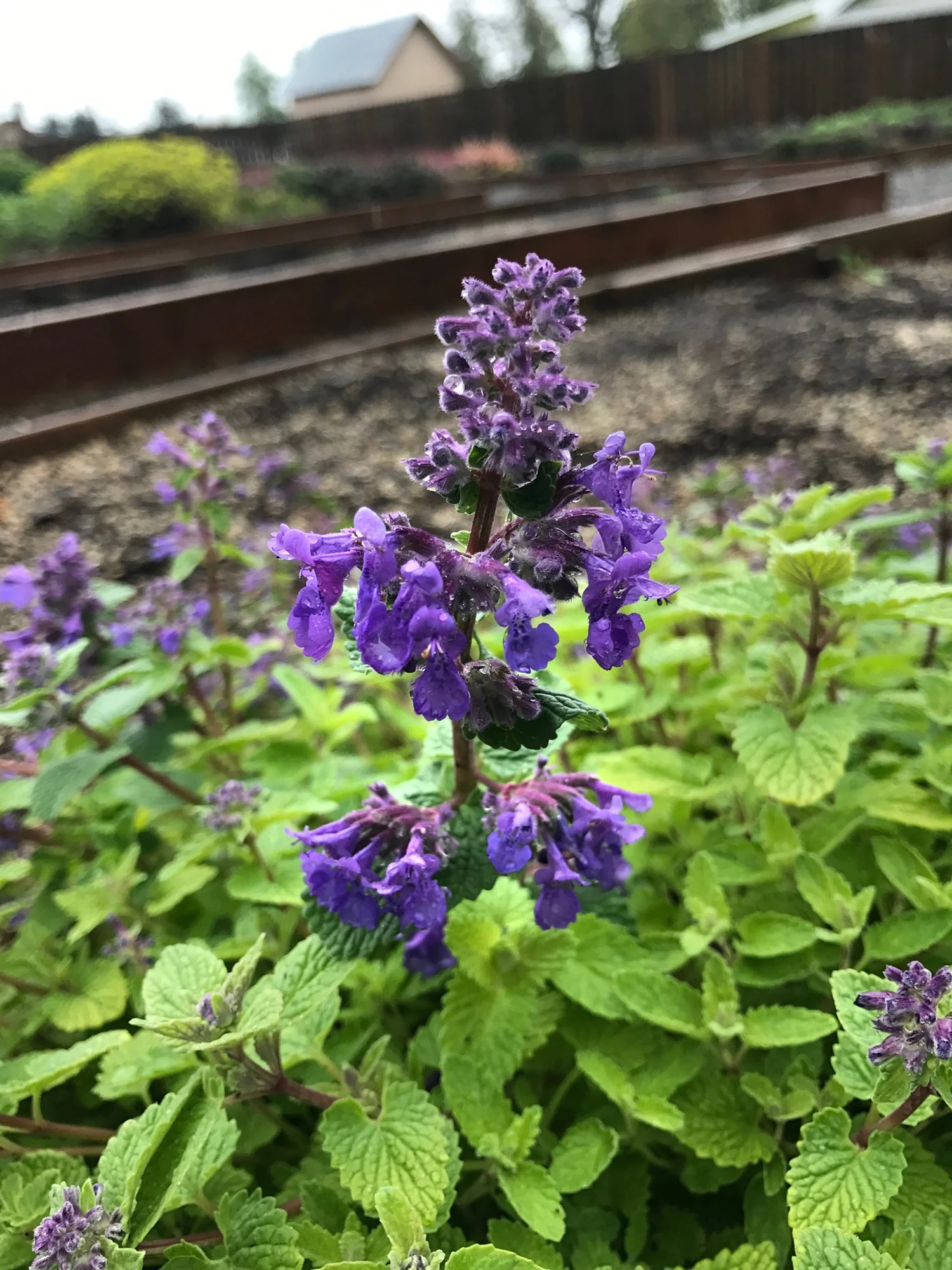 Nova® Blue Catmint 2 Nova® Blue Catmint