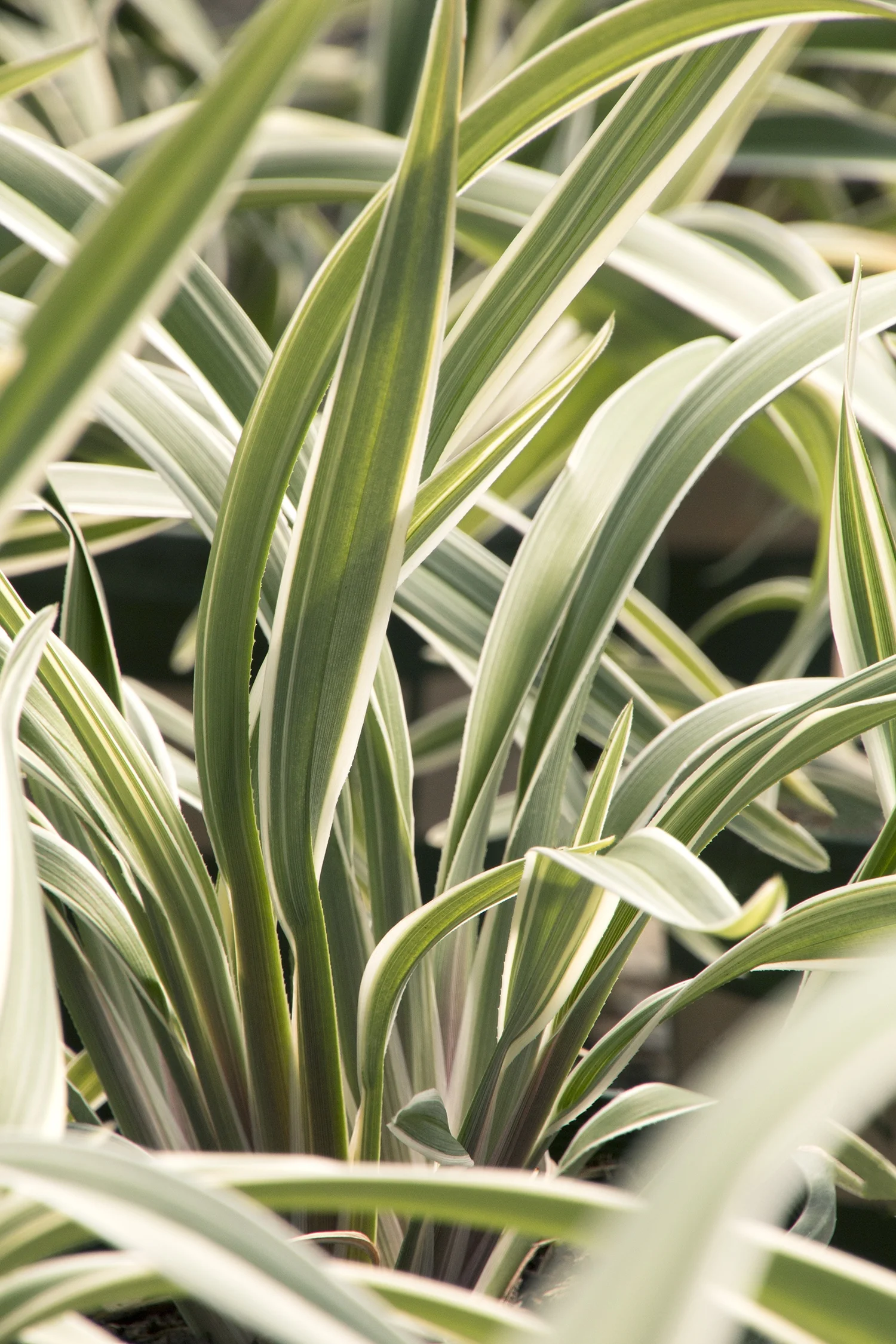 Wyeena™ Flax Lily 4 Wyeena™ Flax Lily
