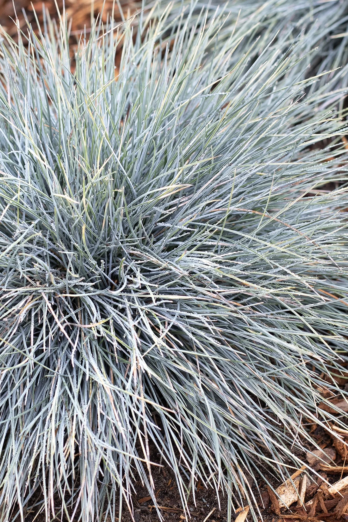 Elijah Blue Fescue