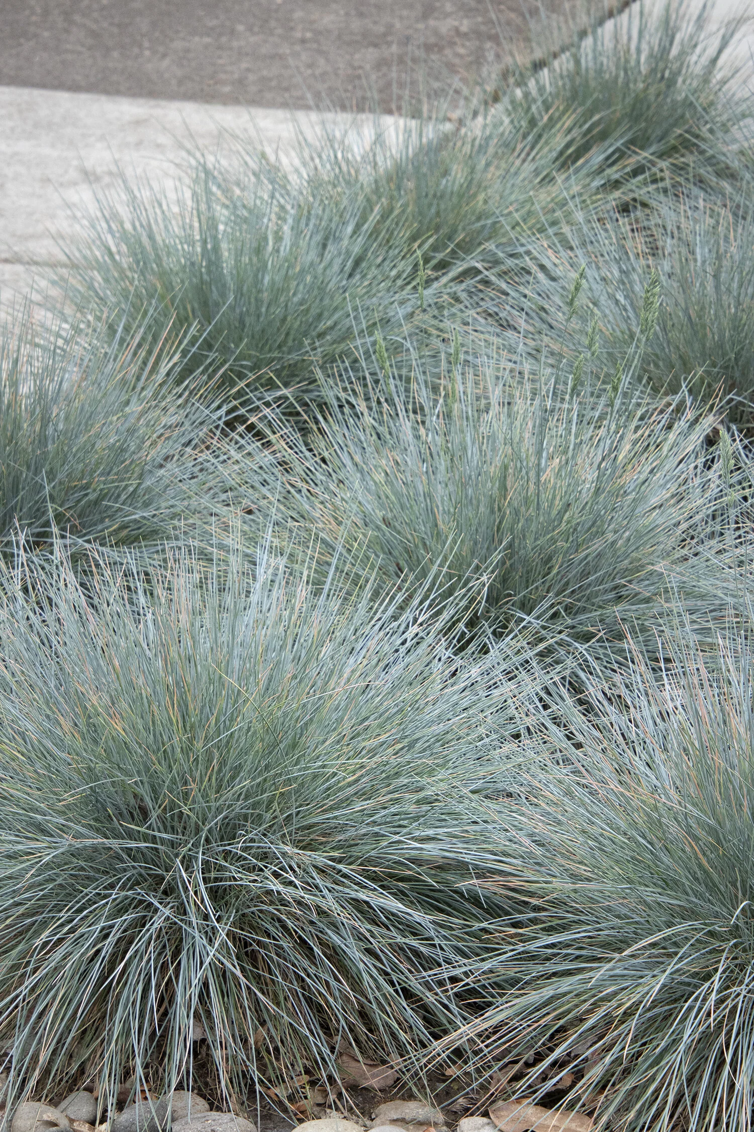 Elijah Blue Fescue
