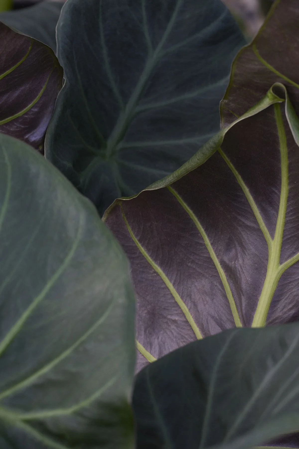 Regal Shields Elephant Ear 7 Regal Shields Elephant Ear
