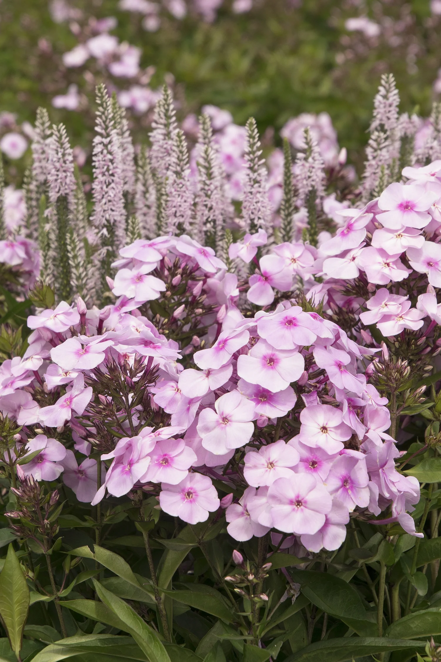 Cotton Candy Garden Phlox 6 Cotton Candy Garden Phlox