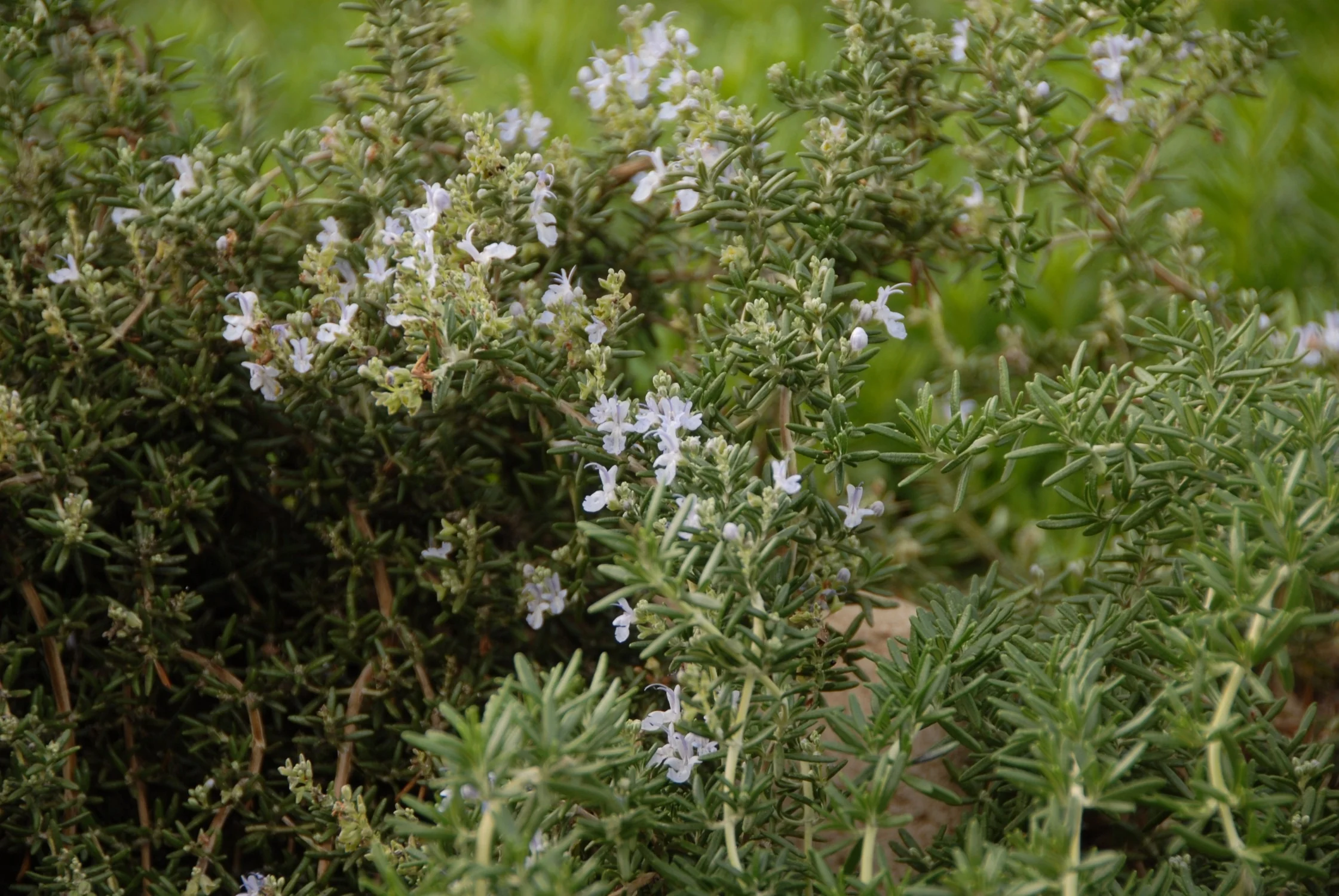 Huntington Carpet Rosemary
