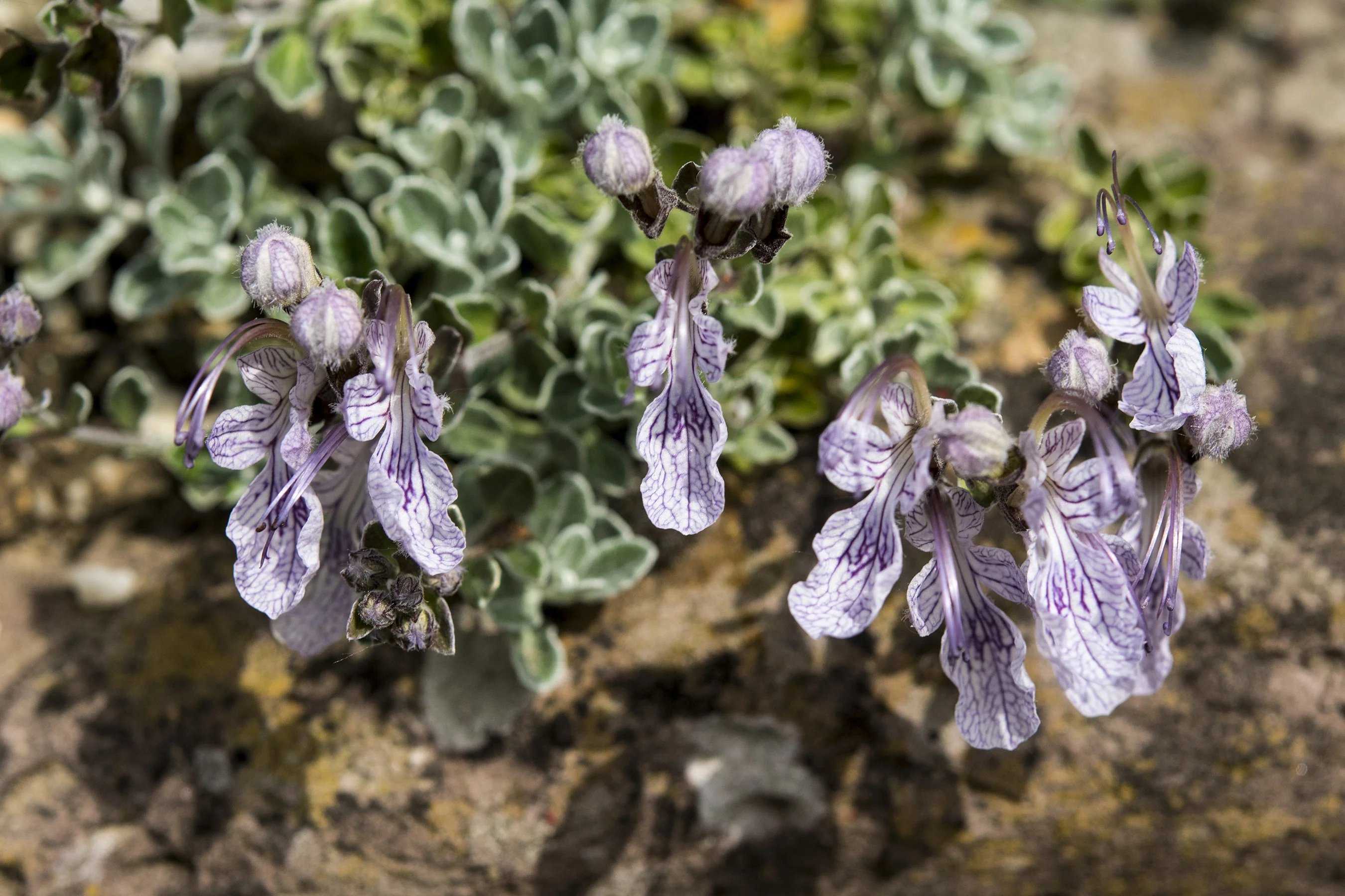 Gray Creeping Germander 4 Gray Creeping Germander
