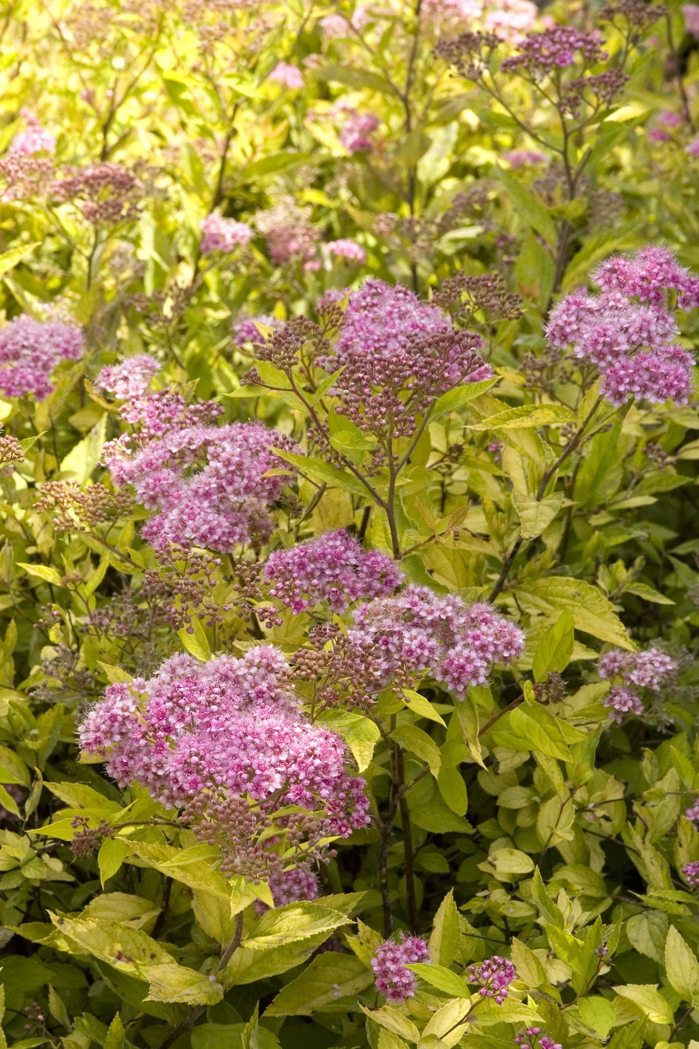 Limemound® Spirea 4 Limemound® Spirea