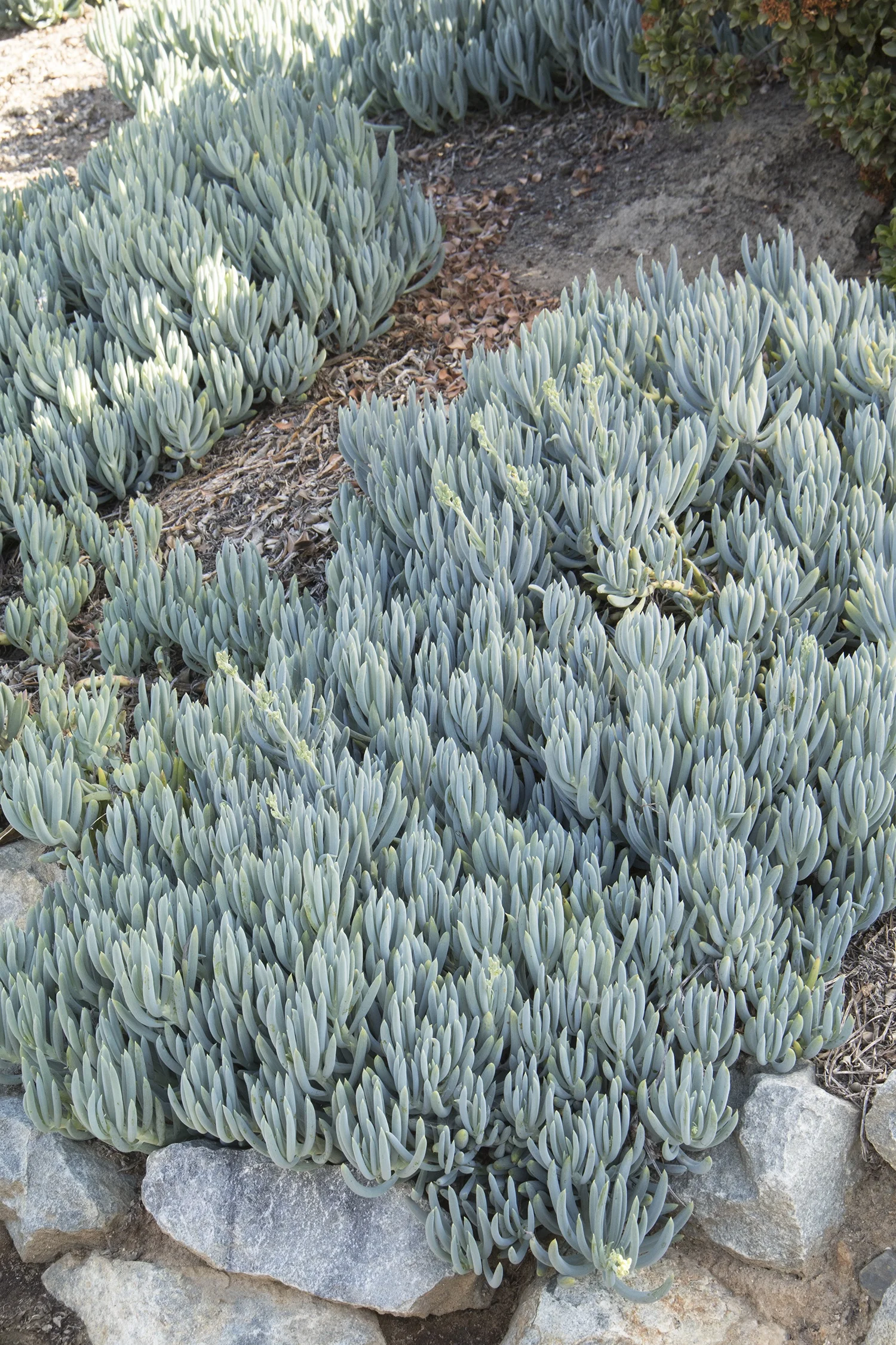 Blue Chalksticks
