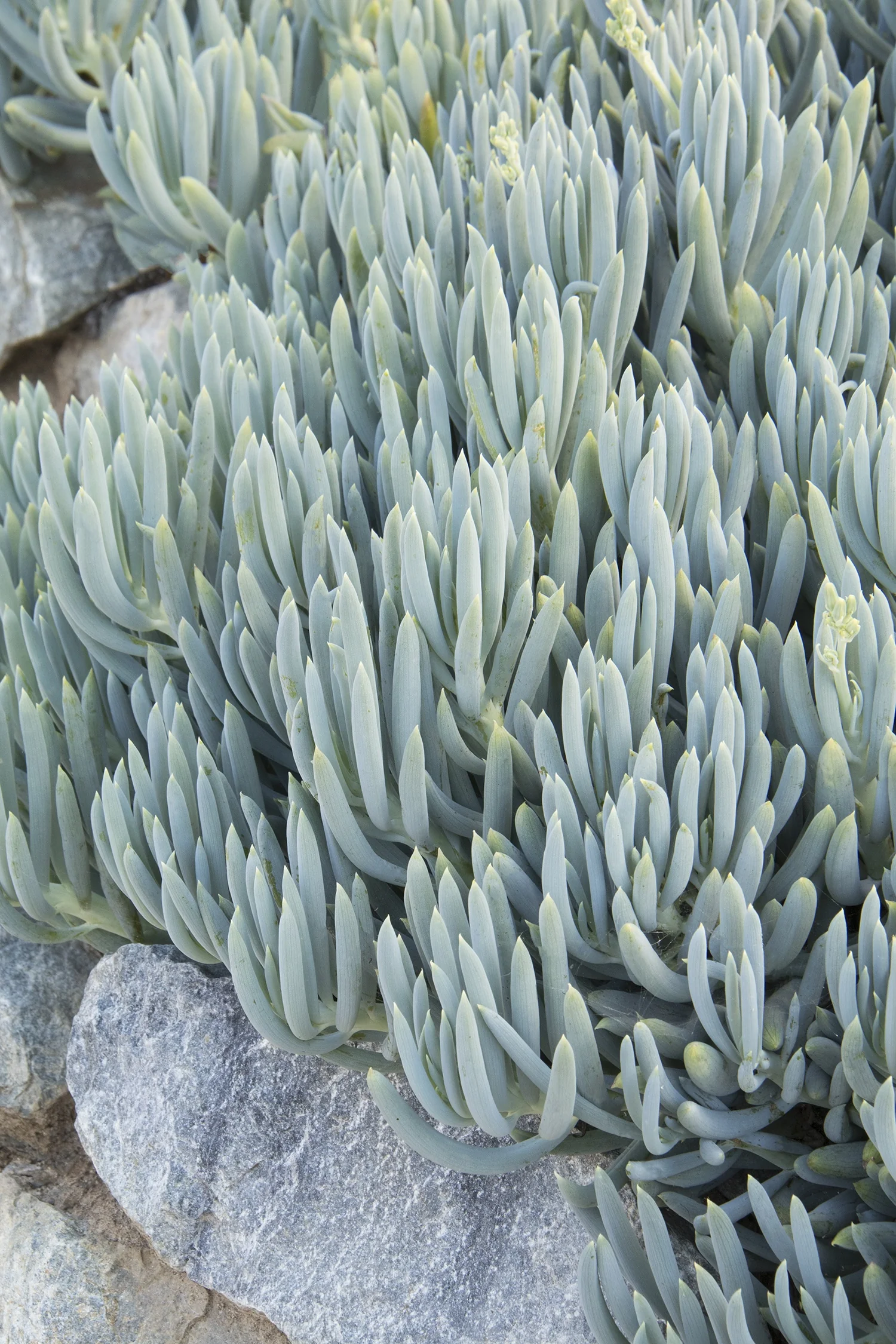 Blue Chalksticks