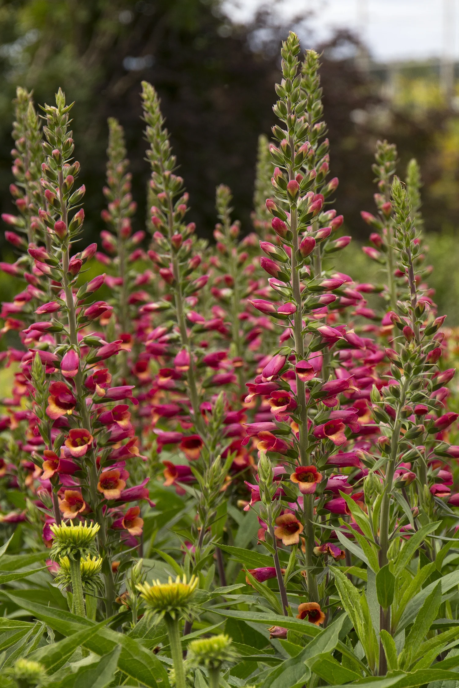 Foxlight™ Ruby Glow Foxglove 1 Foxlight™ Ruby Glow Foxglove